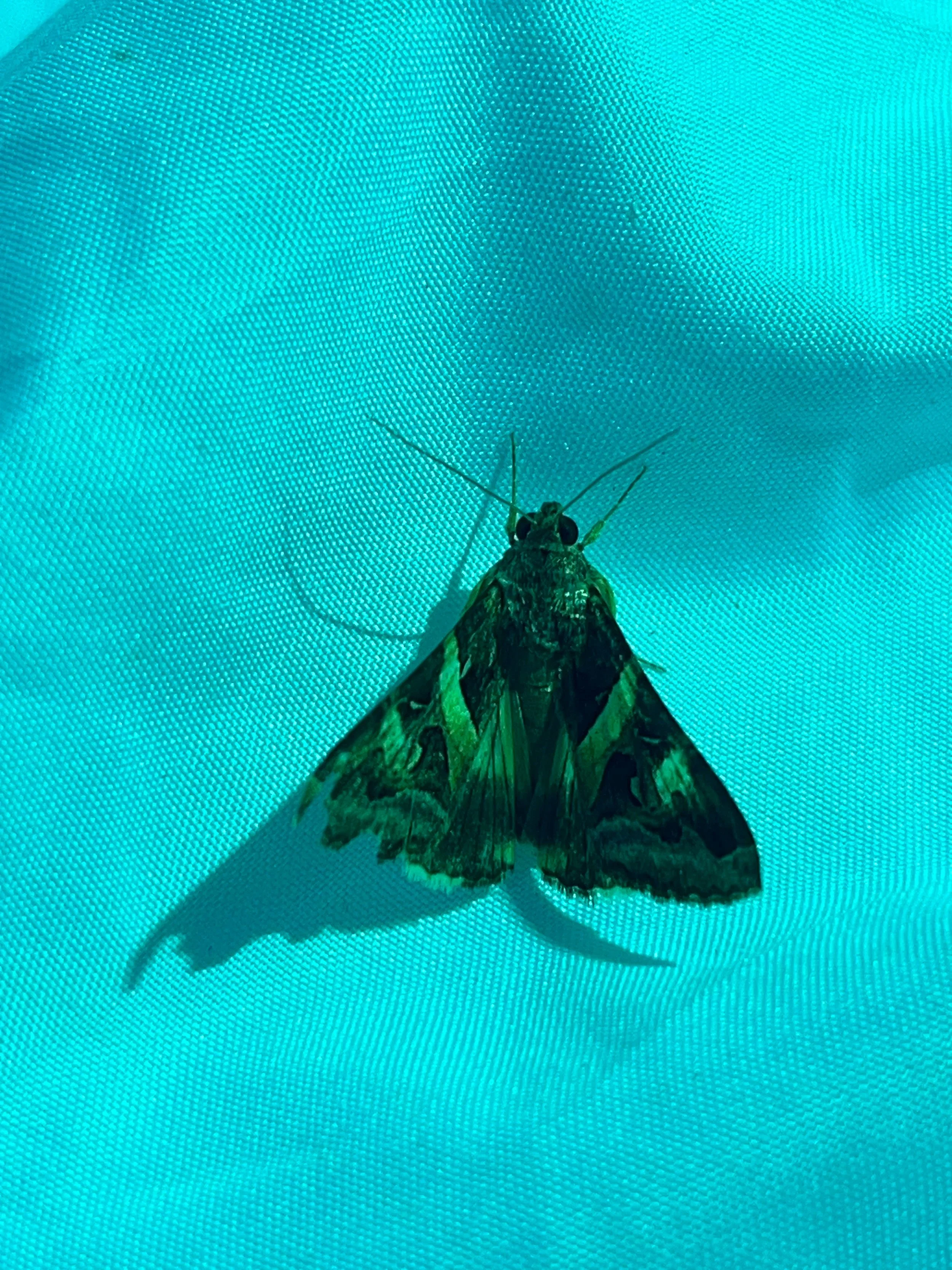 Indomitable Graphic Moth (Melipotis indomita)