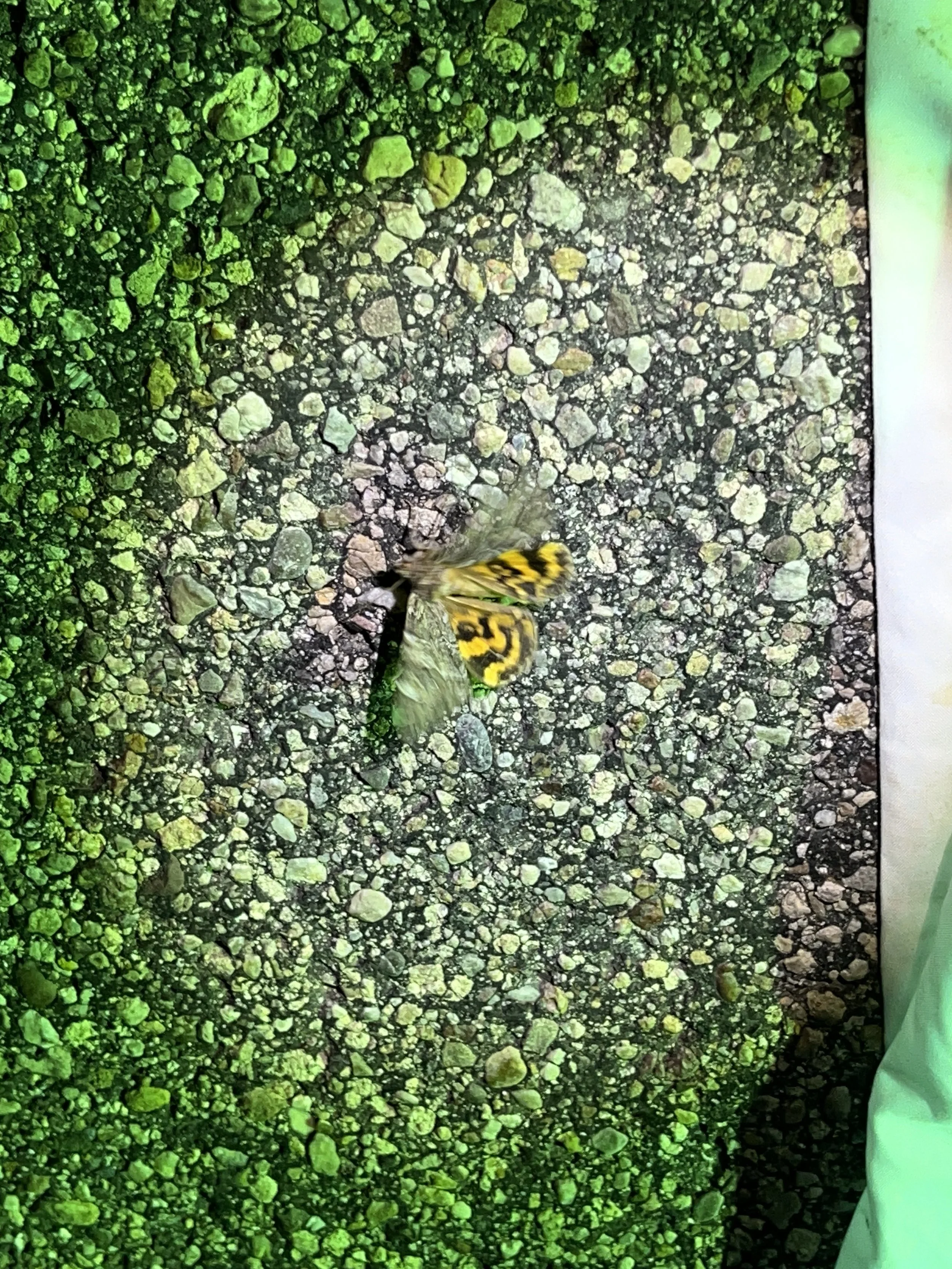 Hypocala Moth (Hypocala andremona)