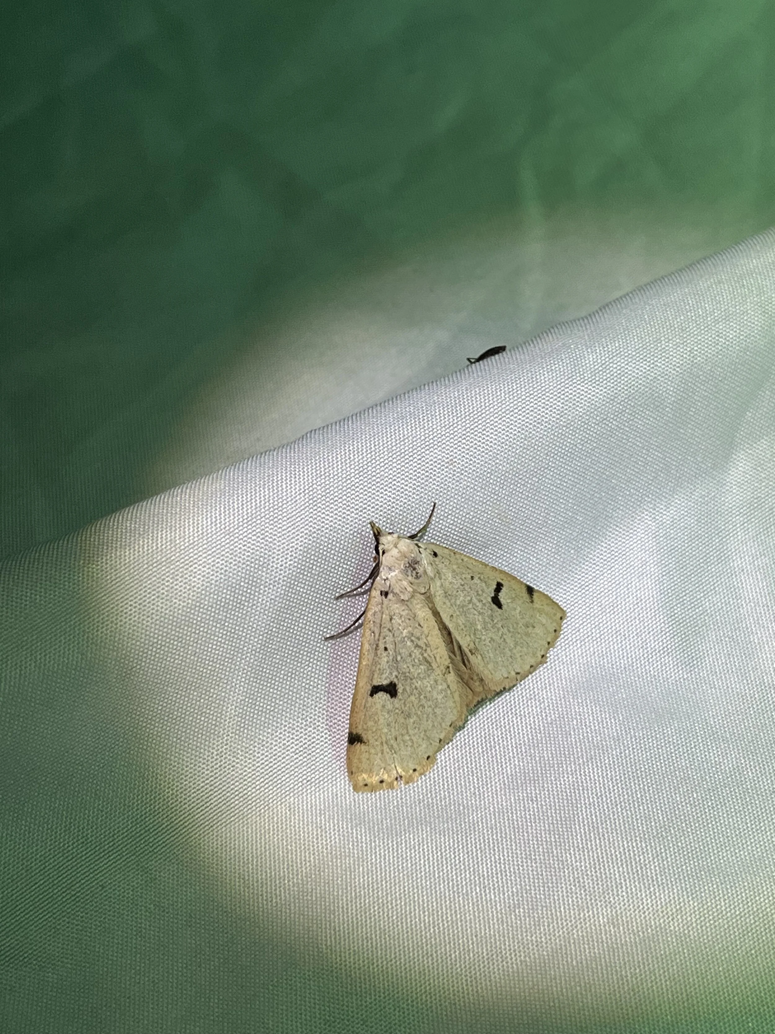 Hemeroplanis historialis