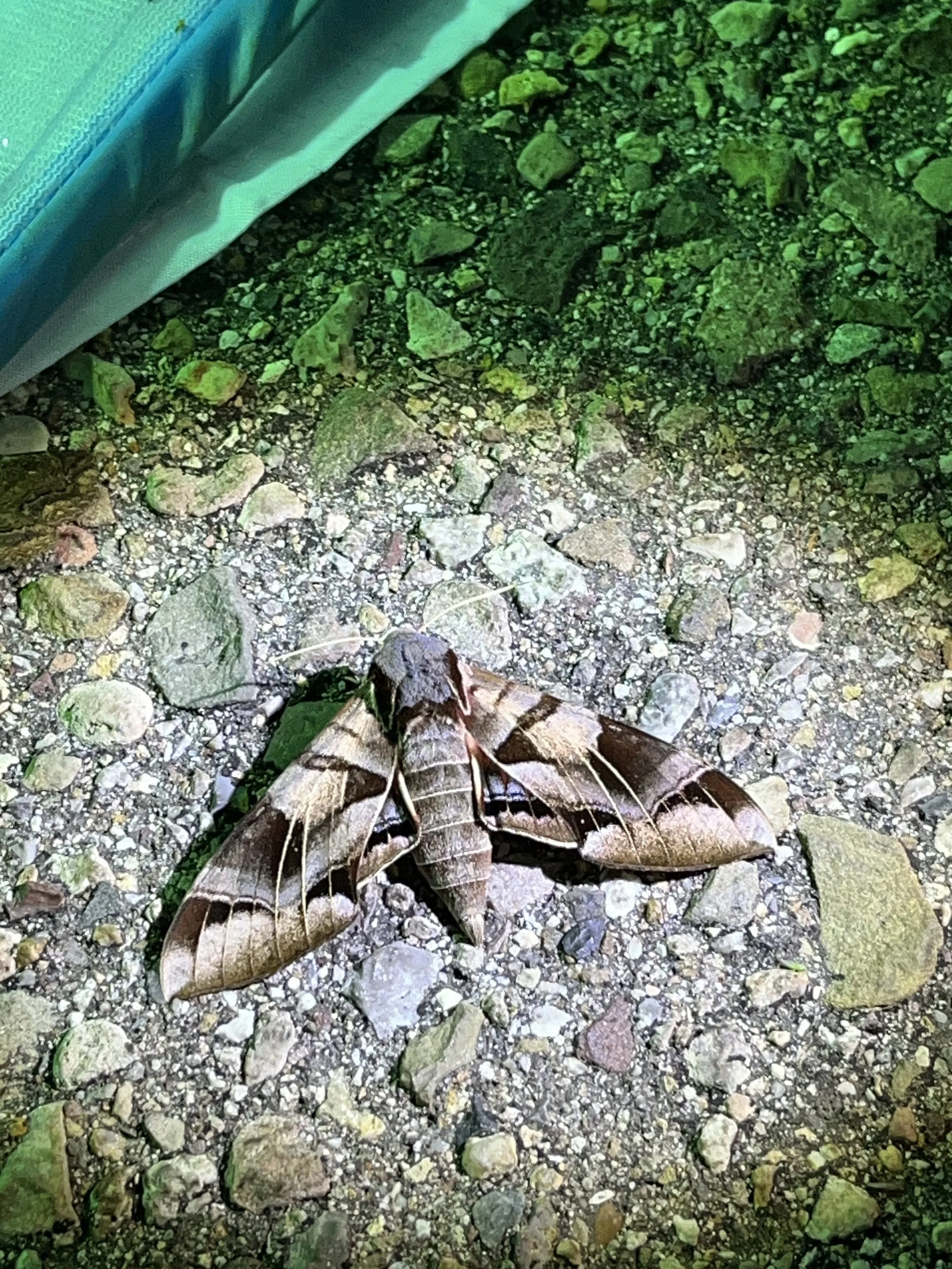 Typhon Sphinx (Eumorpha typhon)