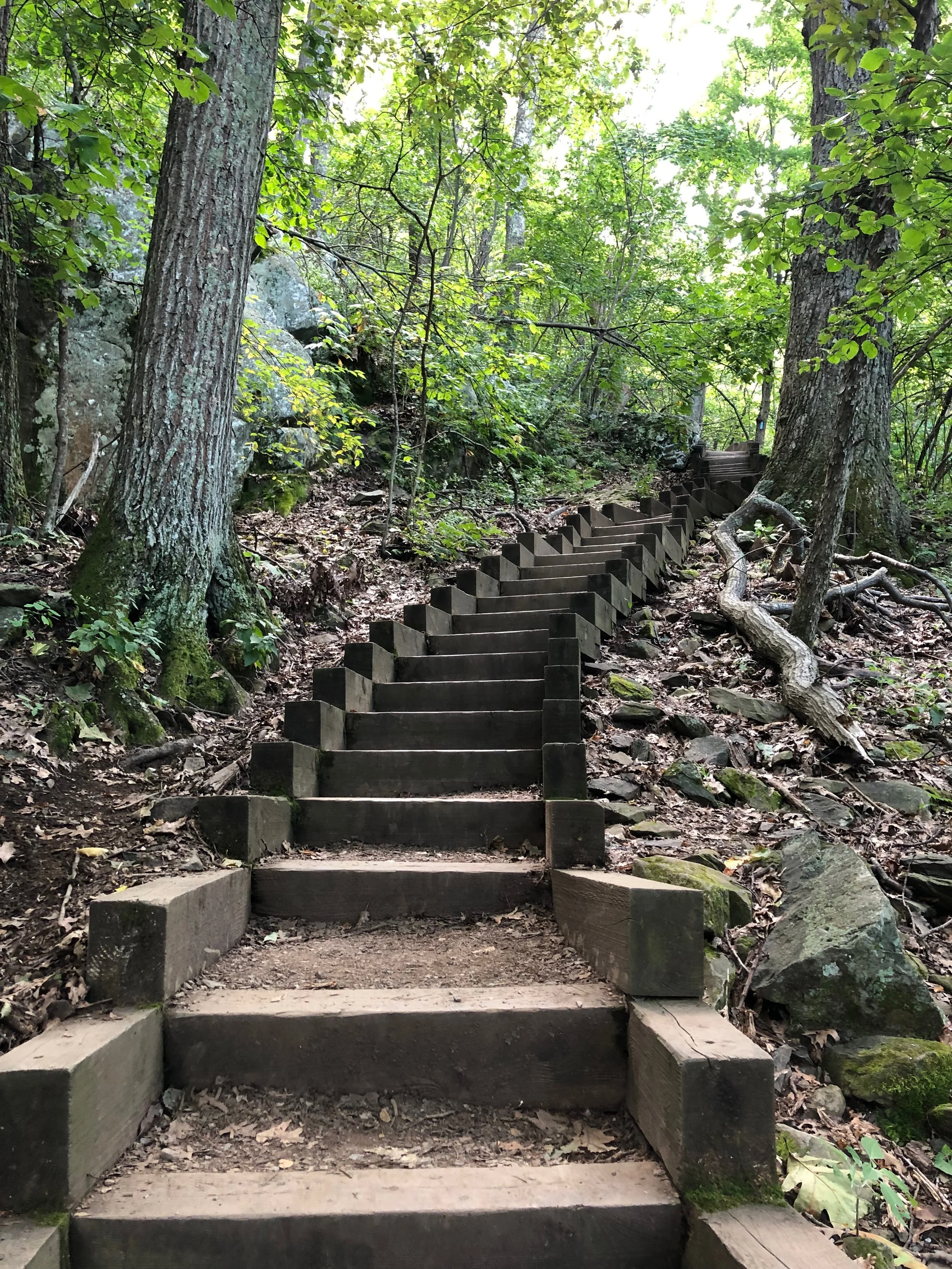 Wooden staircase ascending through a forest with green trees, leaves, and rocks.