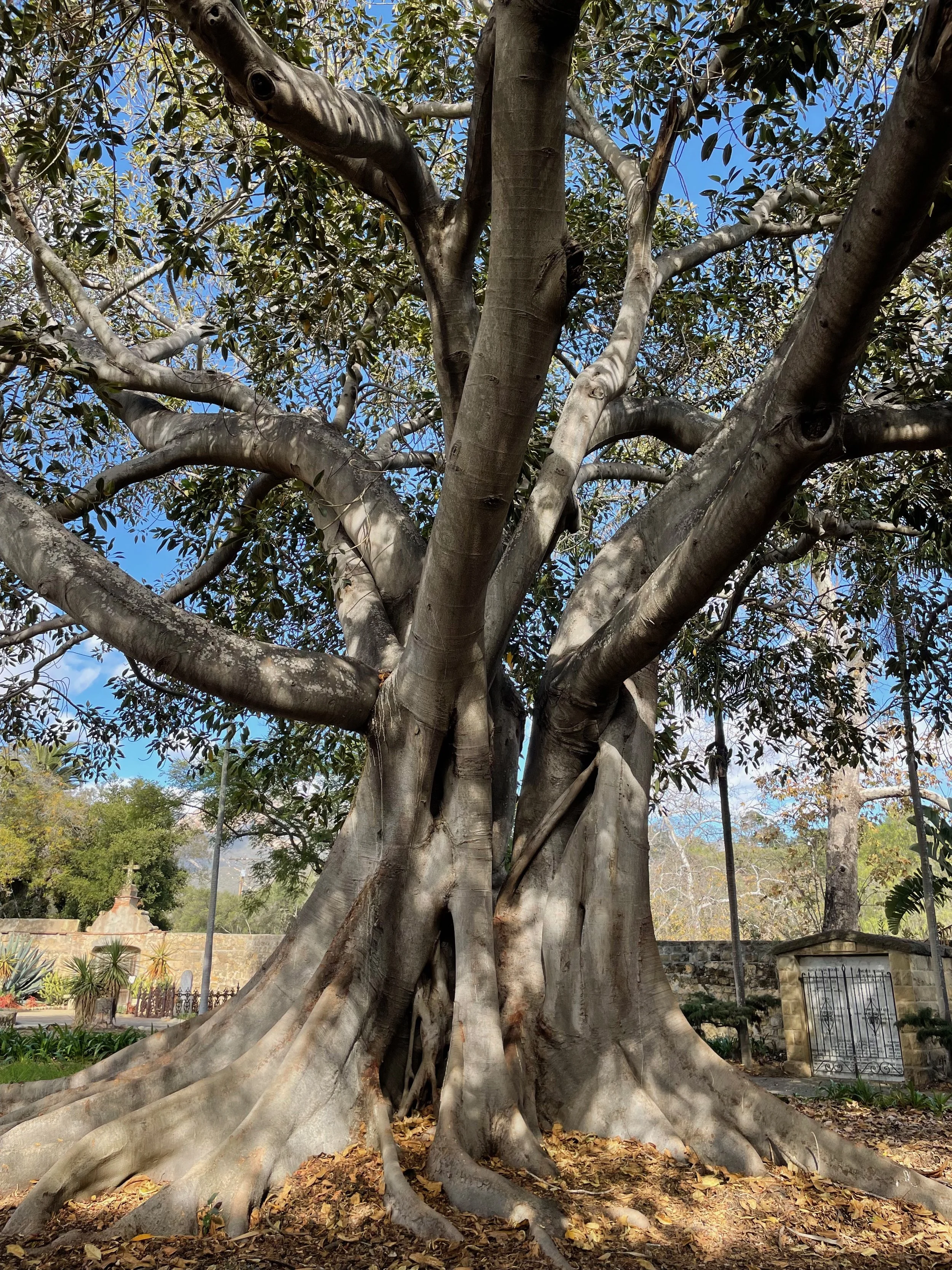 A large, ancient tree with a thick, twisting trunk and sprawling roots, surrounded by leaves and a blue sky.
