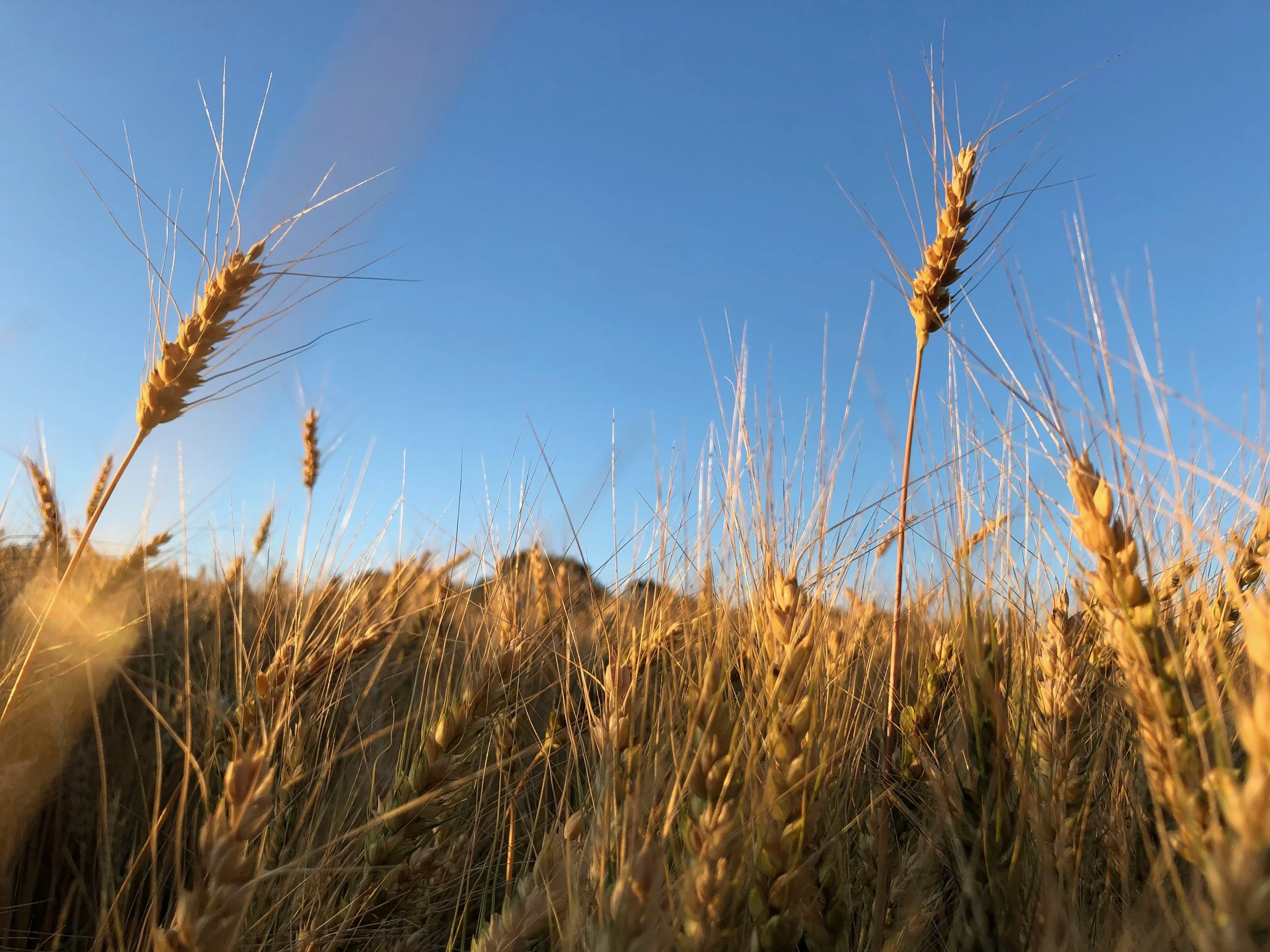 Close-up of golden wheat stalks in a field under a clear blue sky.