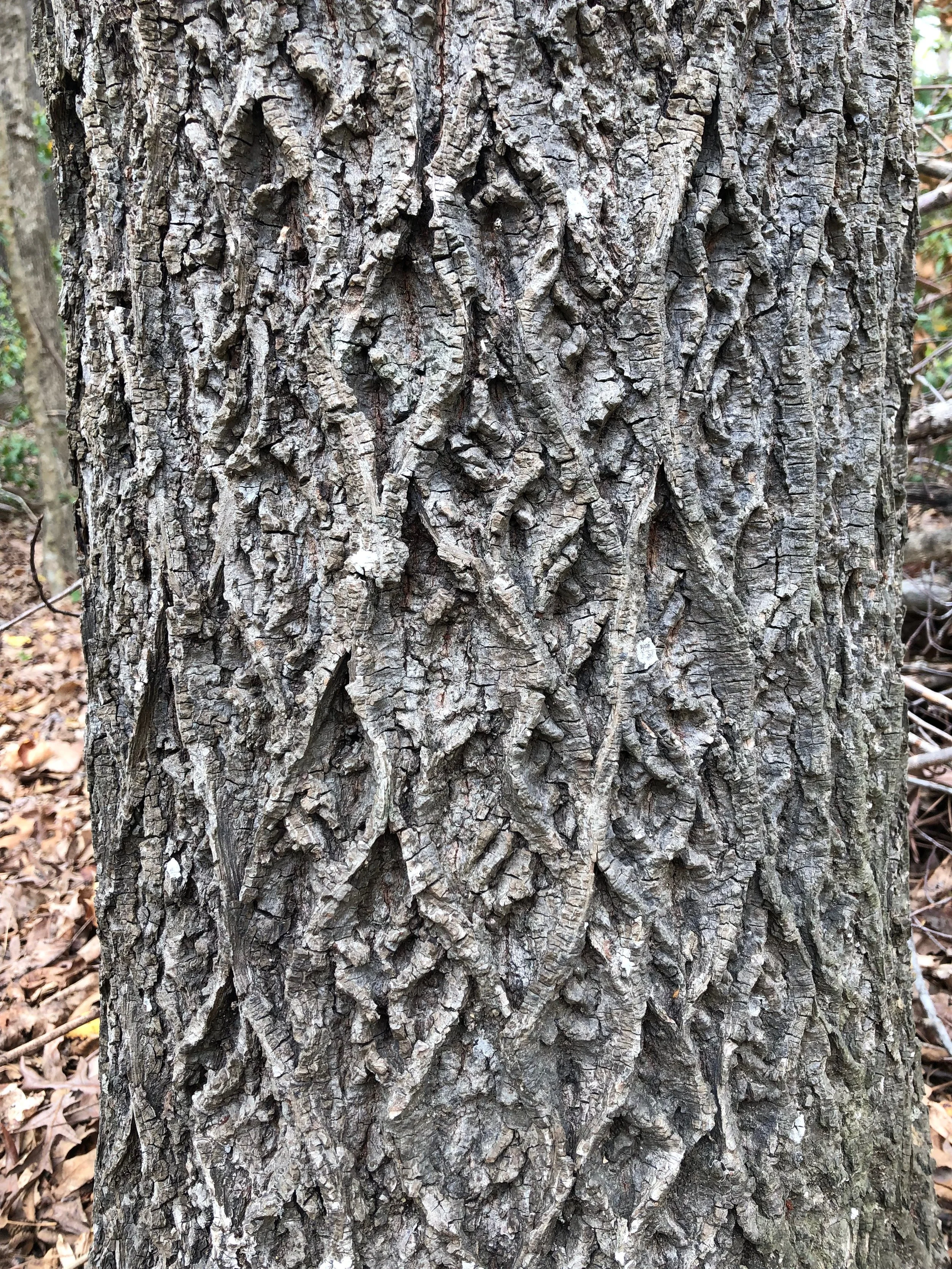 Close-up of tree bark with rough, deeply grooved, and textured surface.
