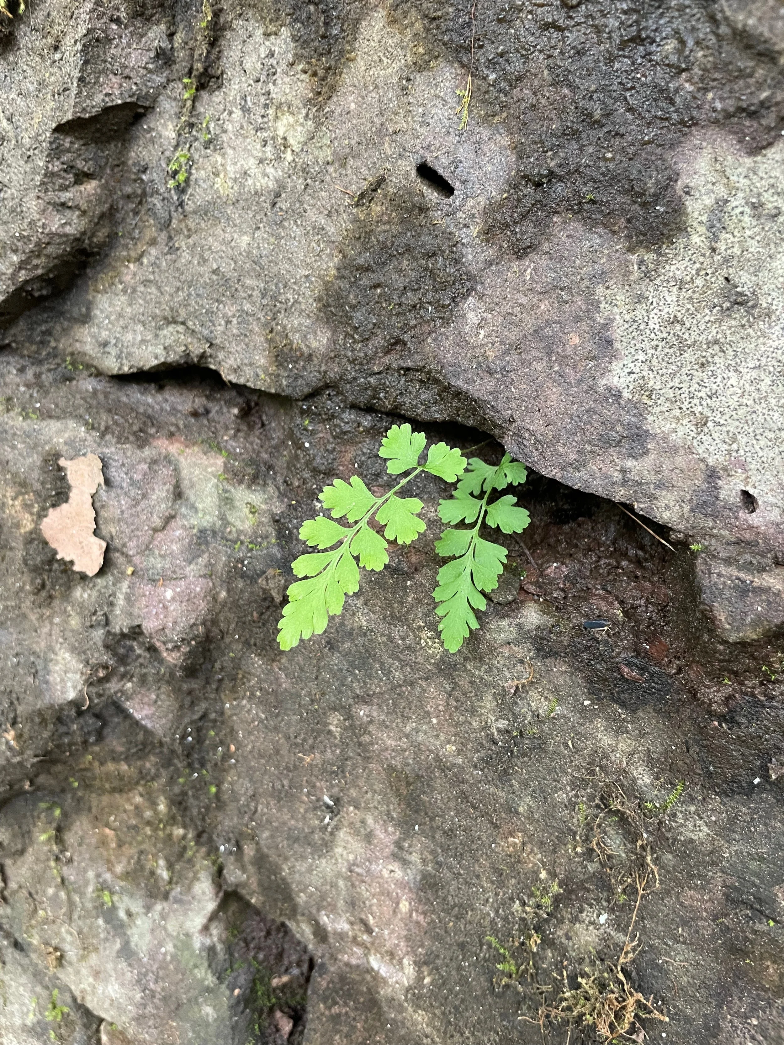 A small green fern growing between rocks and dirt.