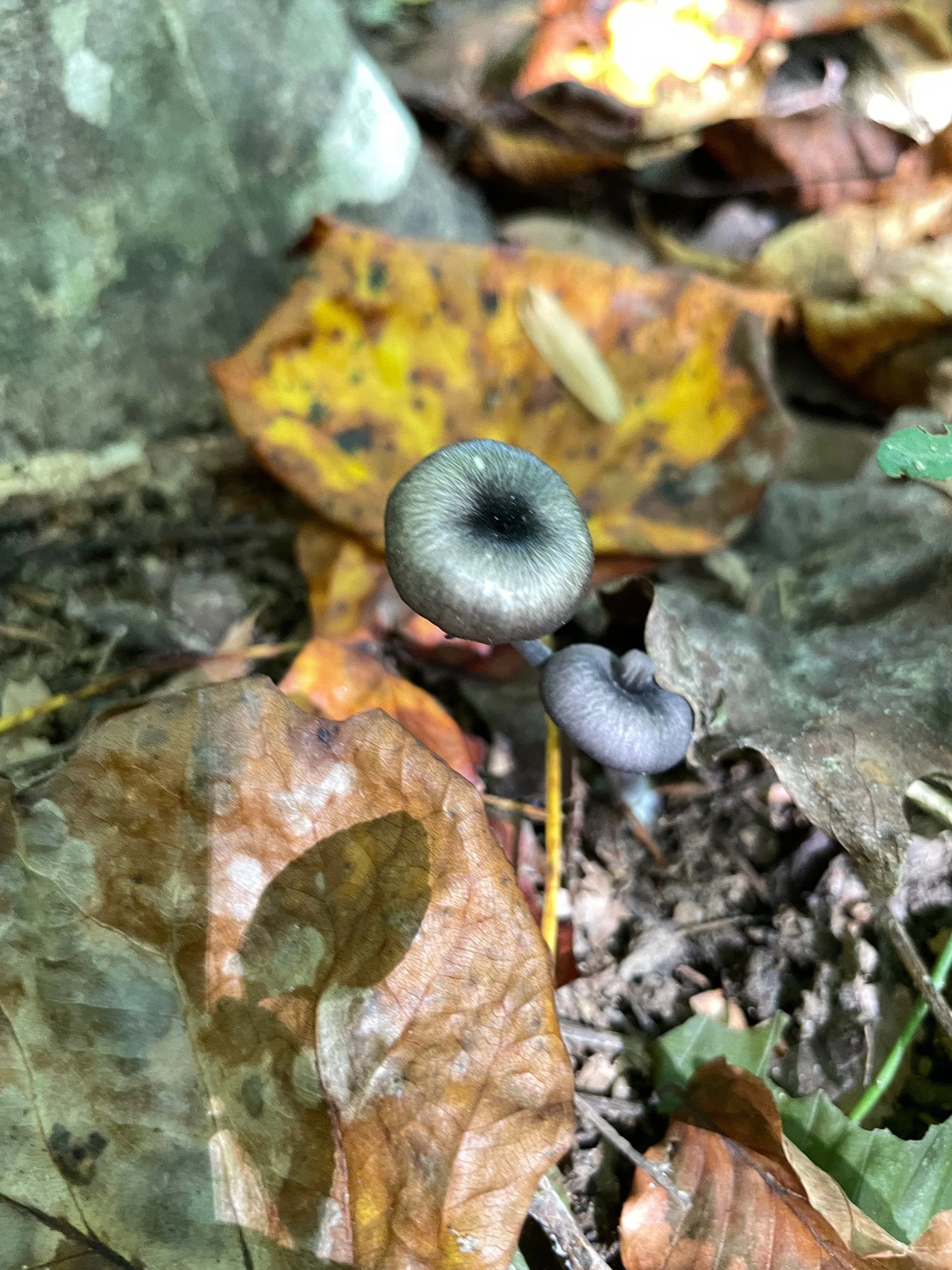 Close-up of a gray mushroom growing on the forest floor surrounded by fallen leaves and small stones.