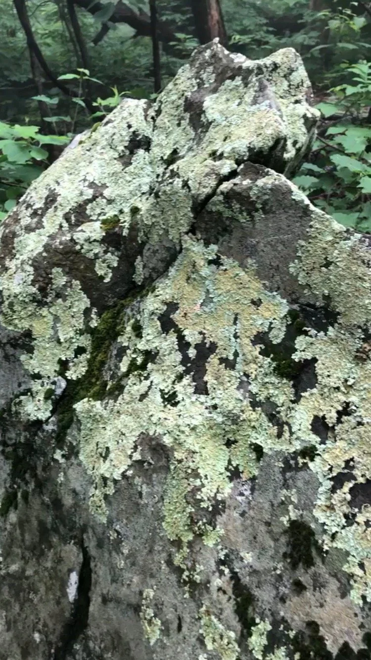 Close-up of a large rock covered with light green and white lichen in a forest setting.