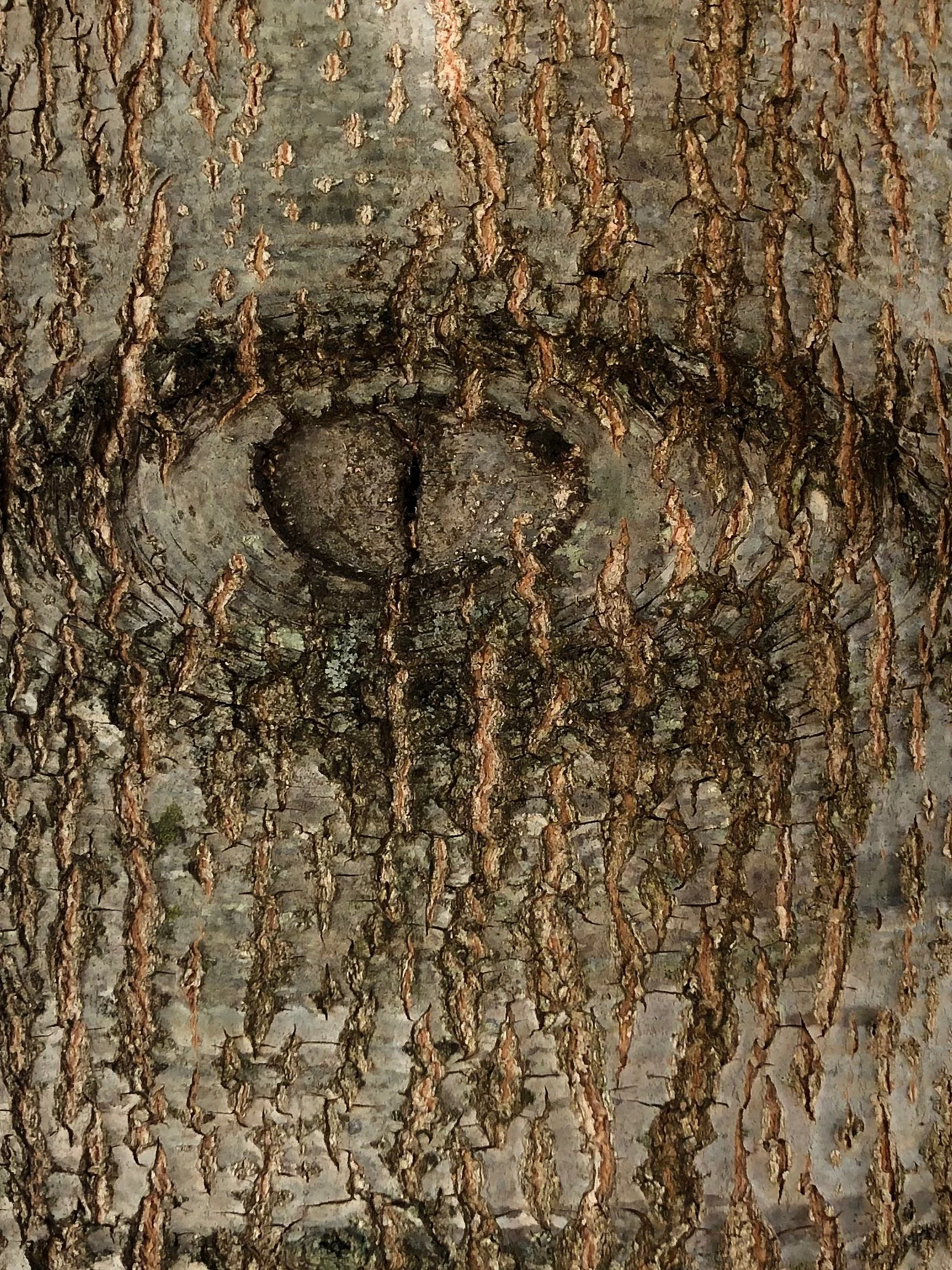 Close-up of tree bark with a knot and vertical ridges.