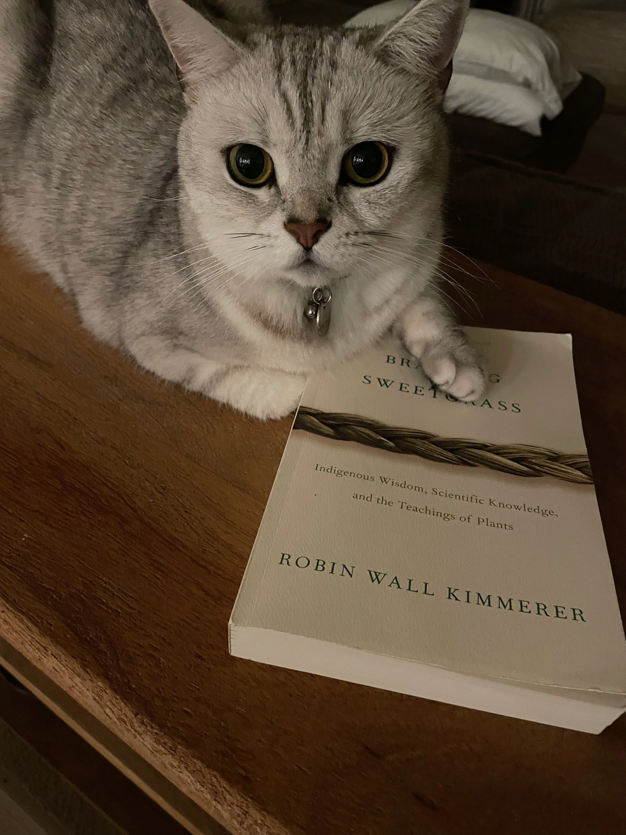 A gray striped cat with big yellowish-green eyes and a collar with a bell, sitting on a wooden table next to a book titled 'Brewing Sweetgrass' by Robin Wall Kimmerer.