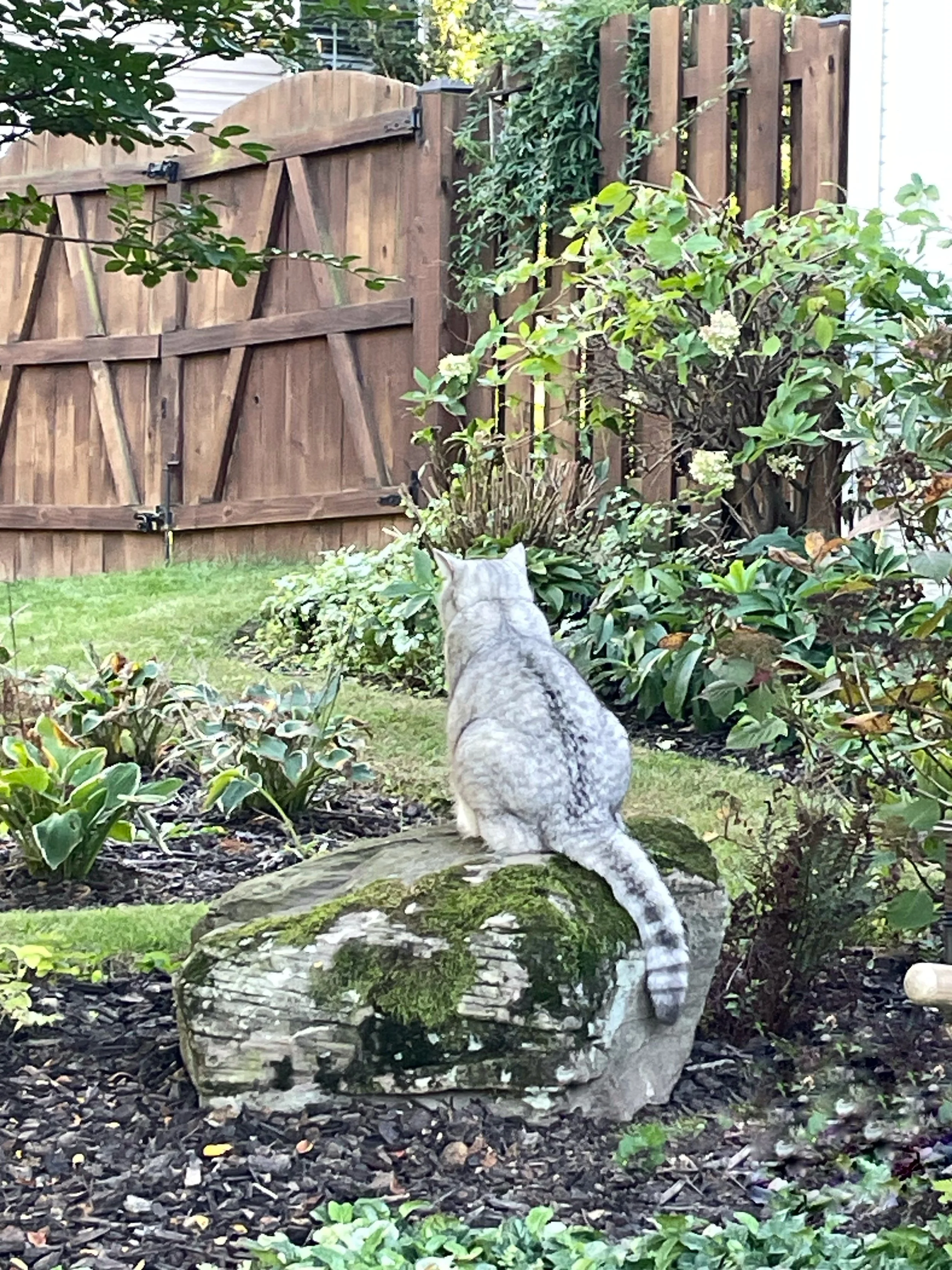 A grey and white striped cat sitting on a moss-covered rock in a garden, facing away from the camera, surrounded by green plants and bushes with a wooden fence in the background.