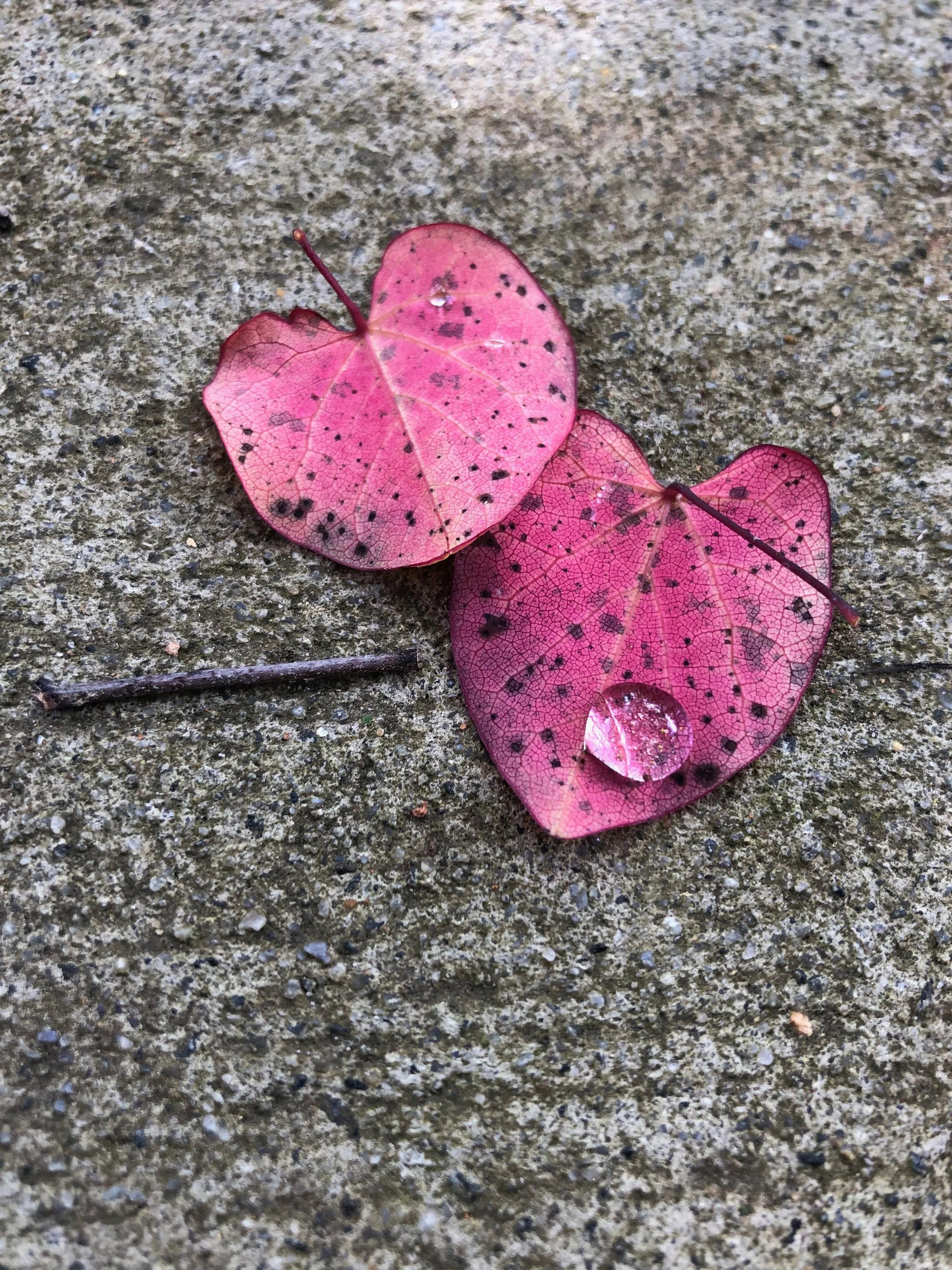 Two pink leaves with black spots on a rough gray concrete surface, one leaf has a water droplet.