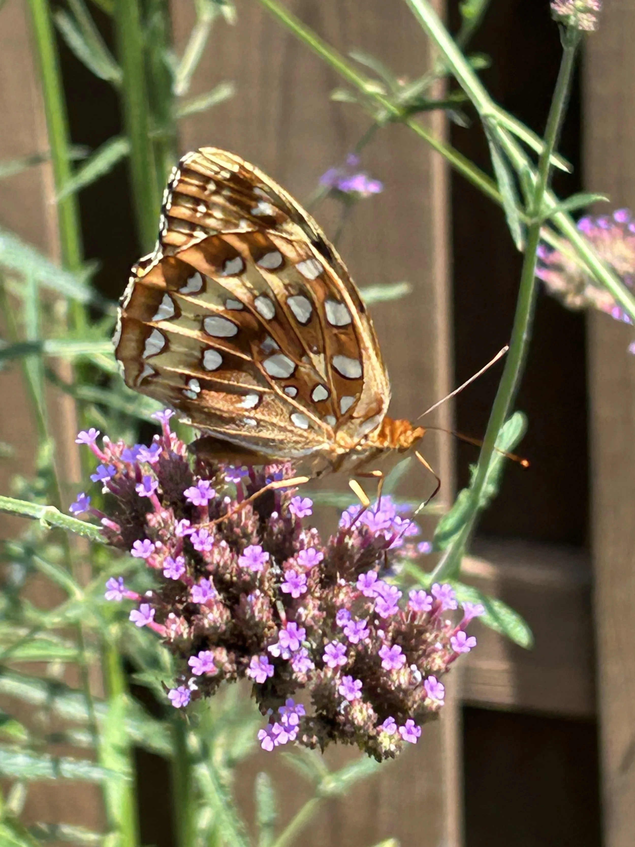 Close-up of a butterfly with orange and black patterned wings with white spots, perched on small purple flowers.