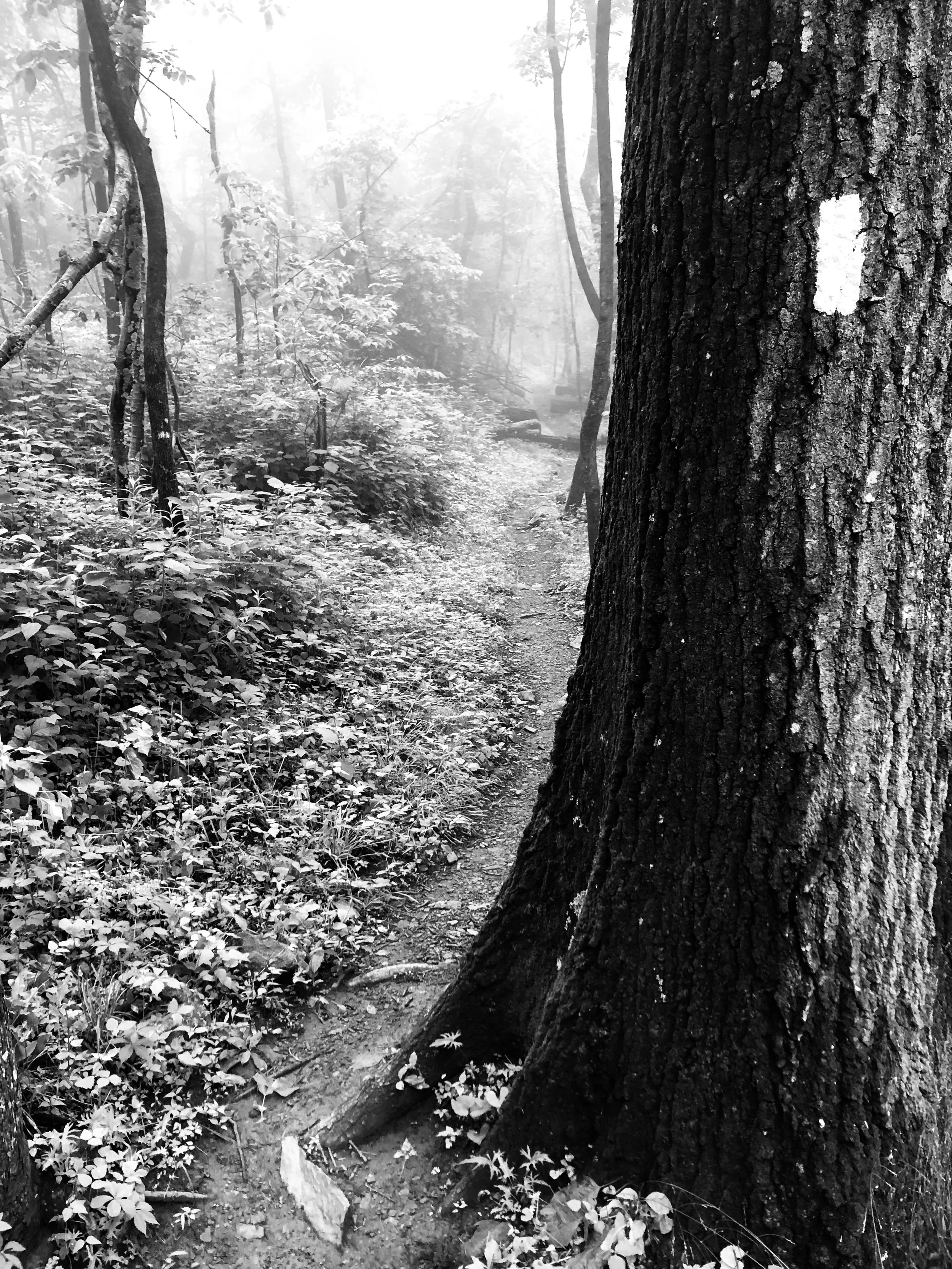 A foggy forest trail with trees and dense foliage, a large tree trunk to the right, and a narrow dirt path winding through the woods.