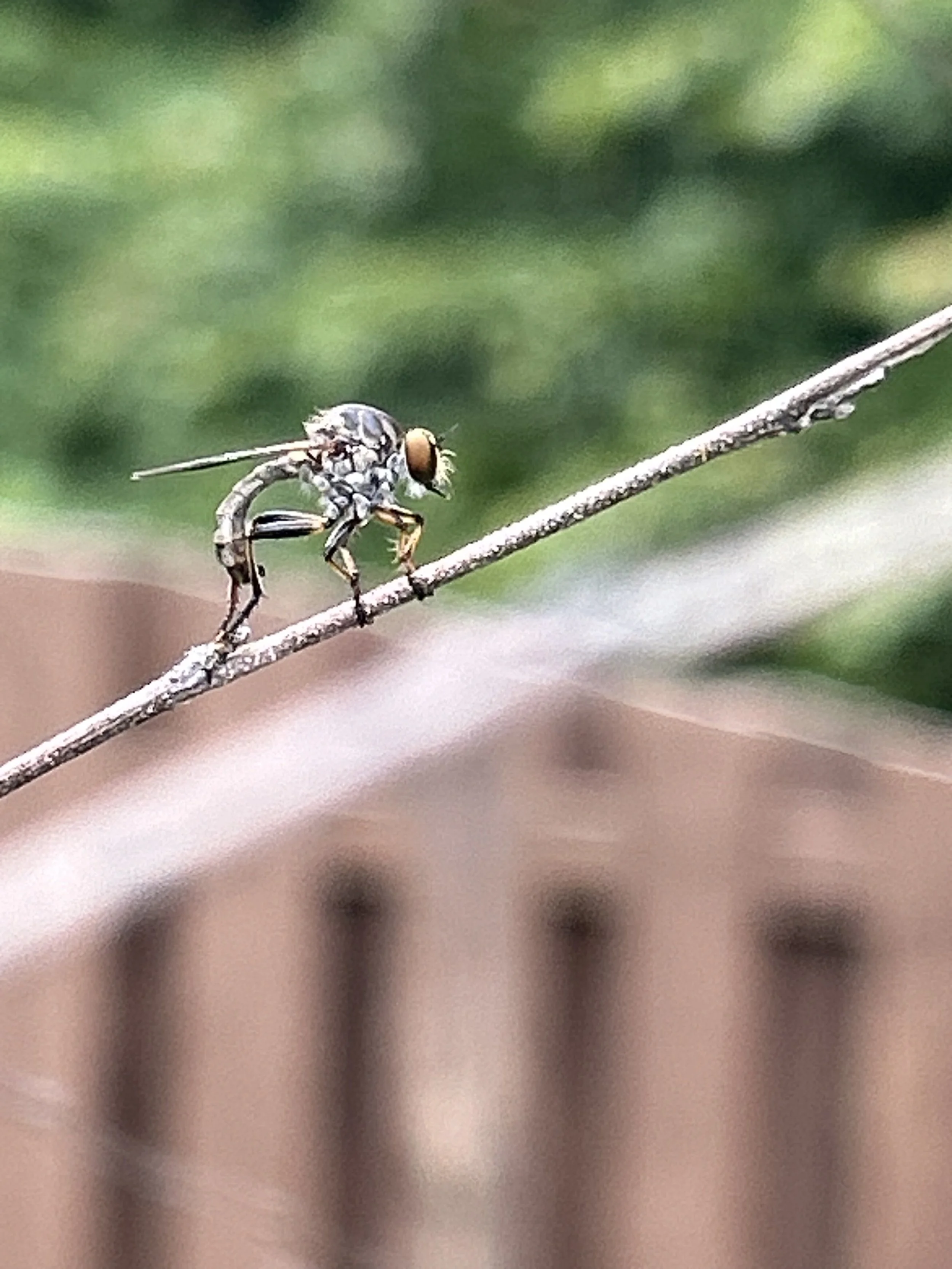 Close-up of a small insect on a thin branch with a blurred wooden fence and green foliage in the background.