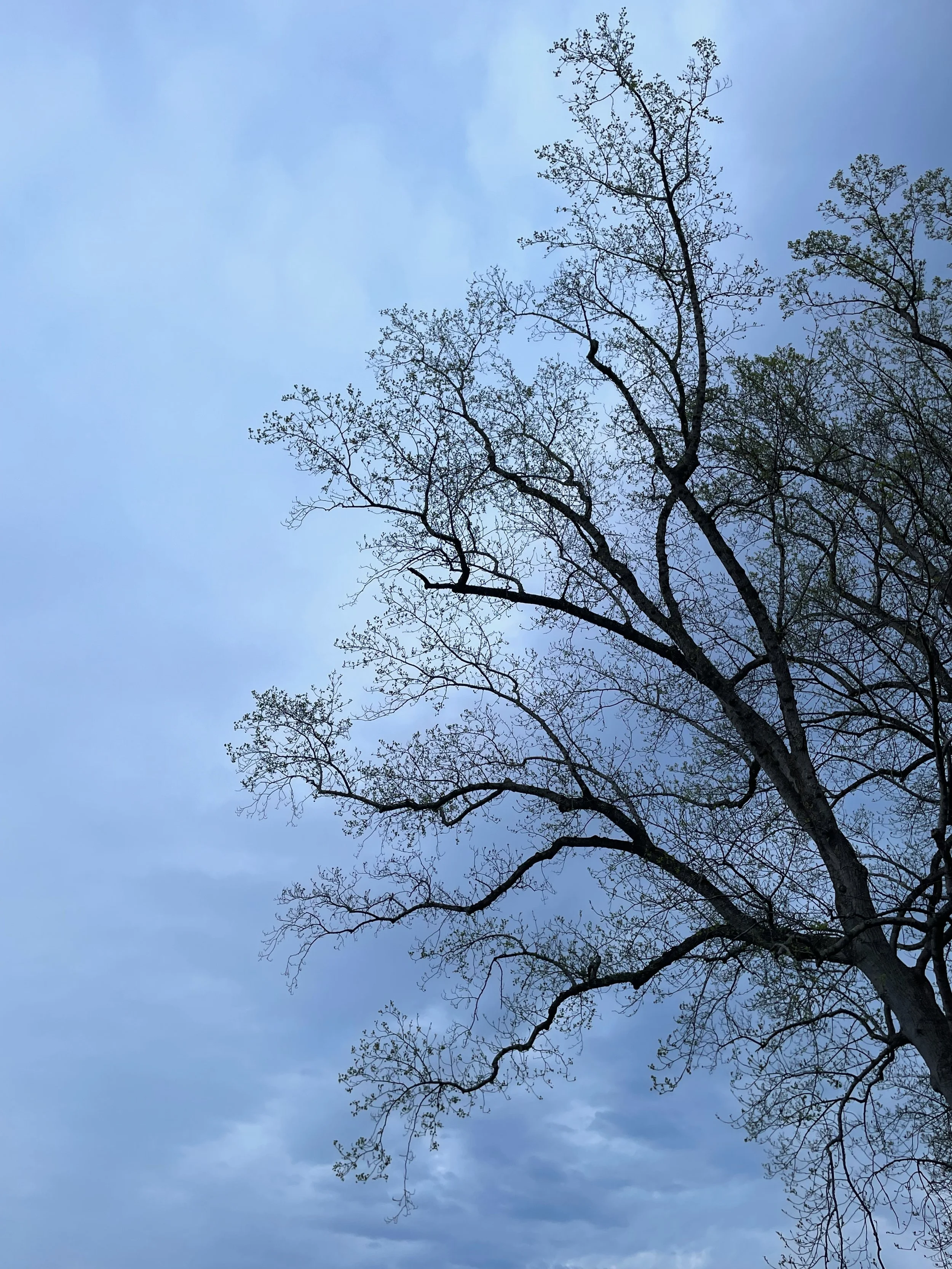 Tree silhouette against a cloudy sky.