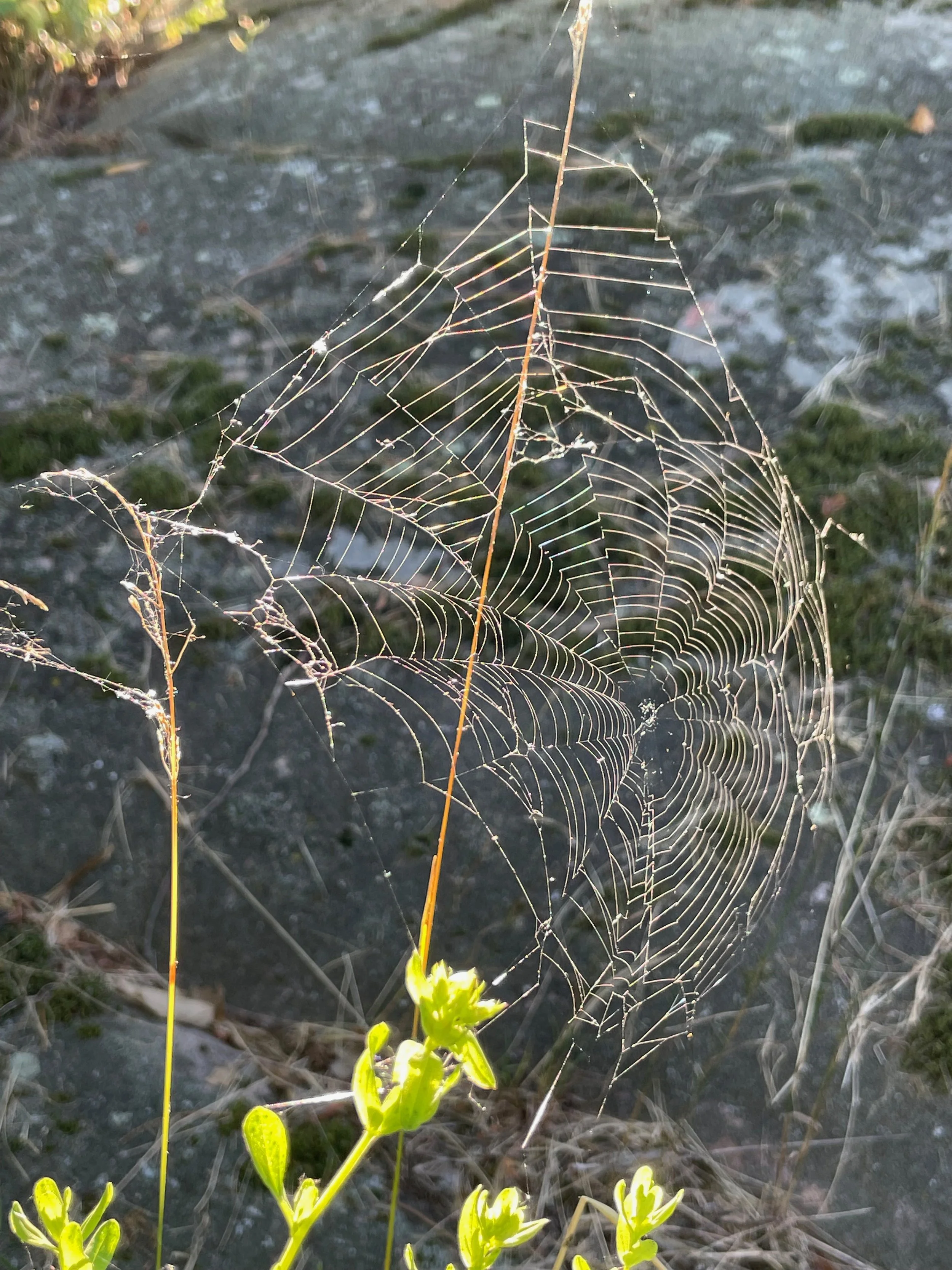Close-up of a spider web with morning dew, attached to a small plant with green leaves, on a rocky and mossy ground.