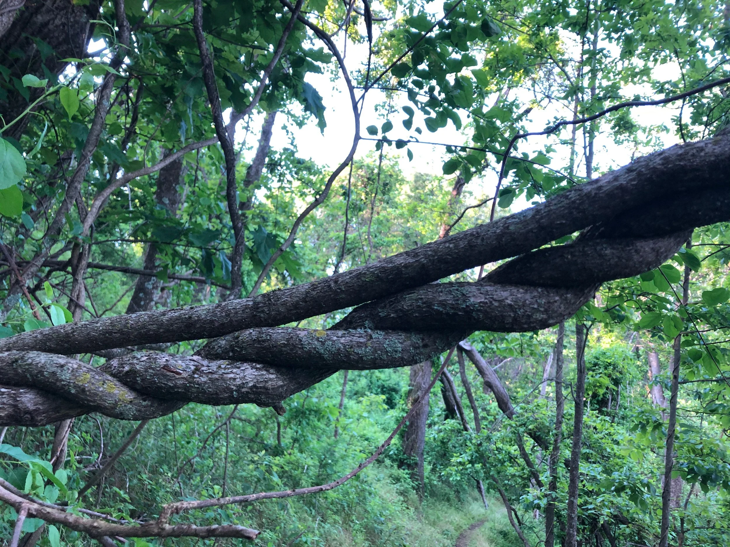 A twisted tree branch spans across a dense green forest, with a trail visible on the forest floor.