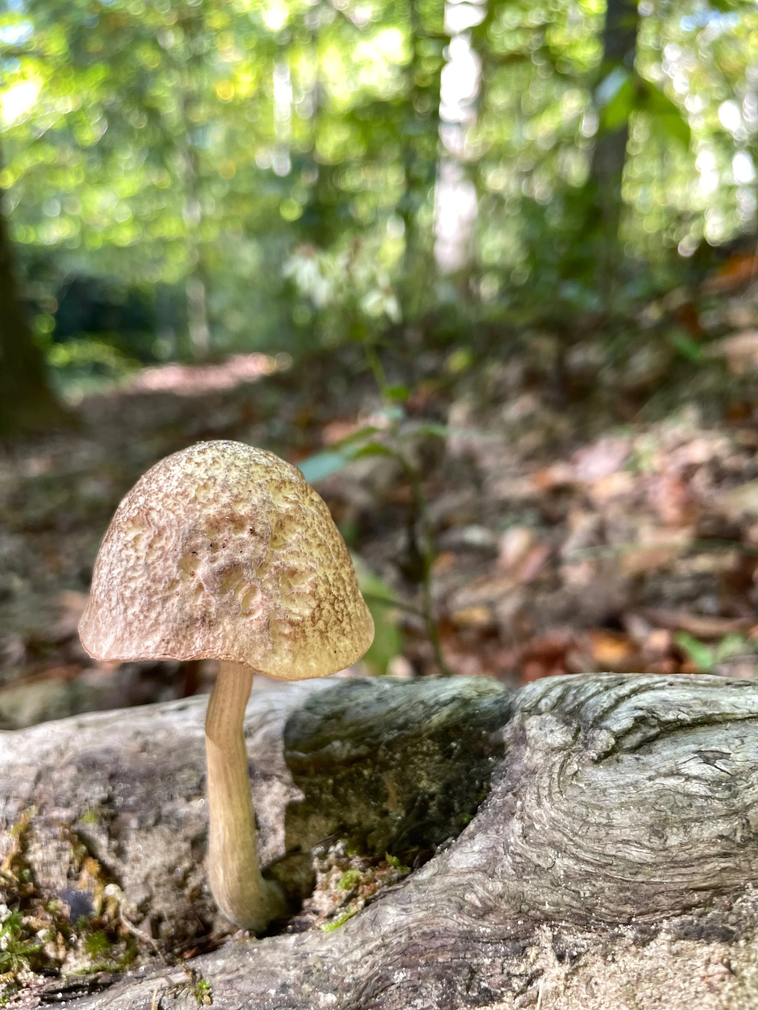 A small mushroom growing on a fallen tree in a forest with green leafy trees in the background.