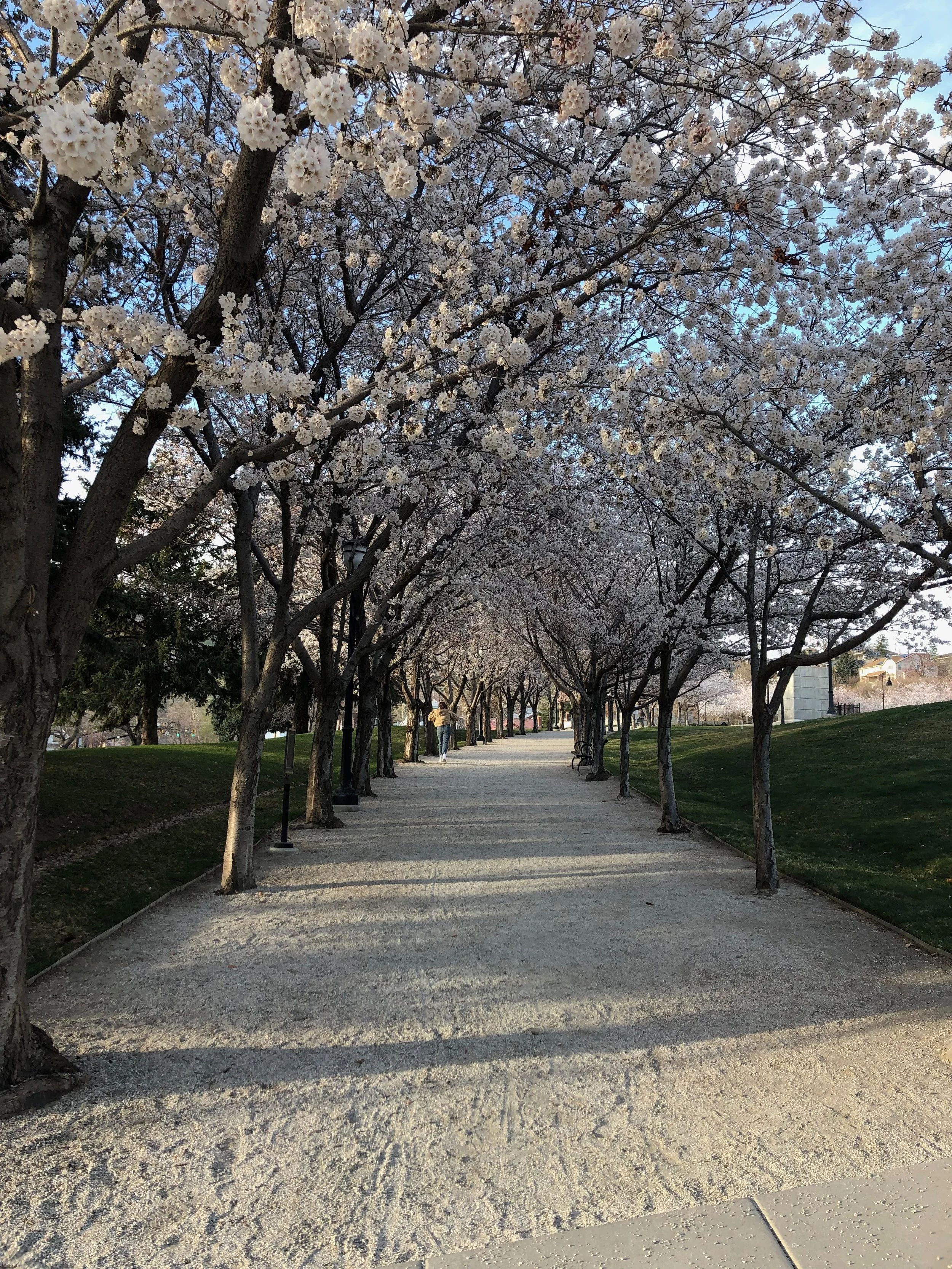 A pathway lined with blooming cherry blossom trees in spring, with a couple walking in the distance.