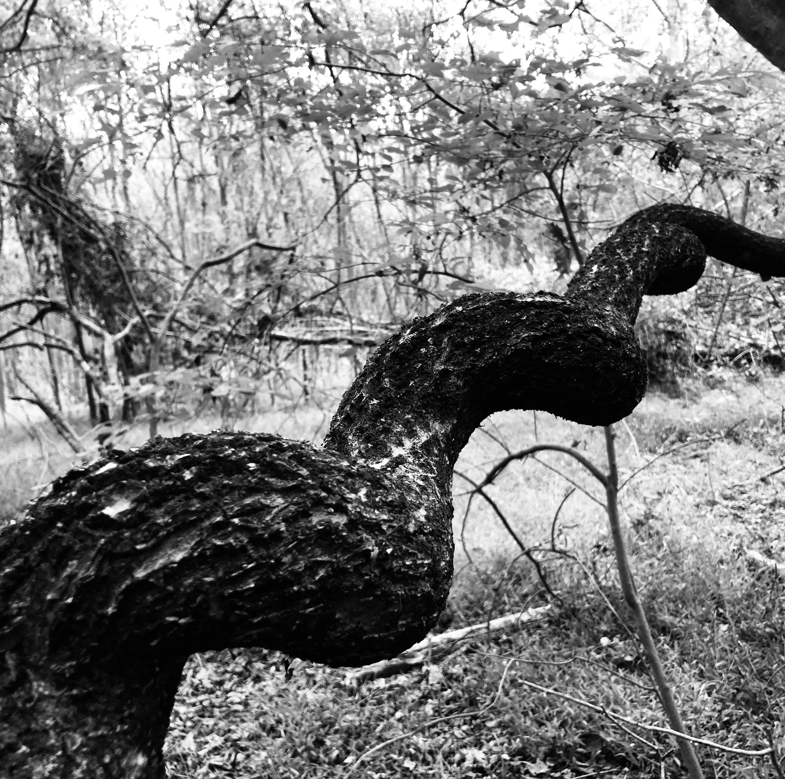 Close-up of a curved tree branch with textured bark in a wooded area, in black and white.