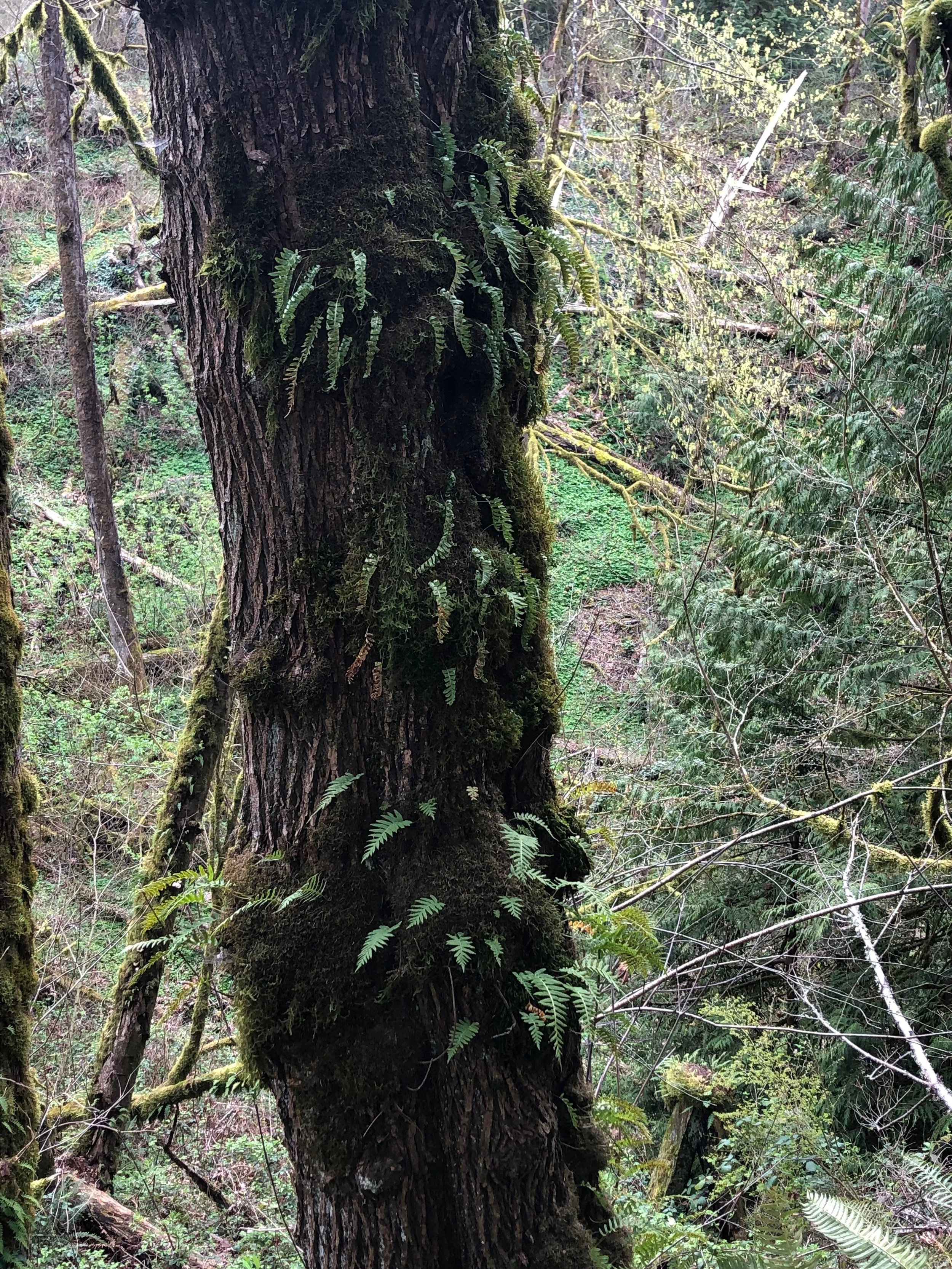 A close-up view of a tree trunk in a forest, with ferns and moss growing on the bark, surrounded by other trees and foliage.