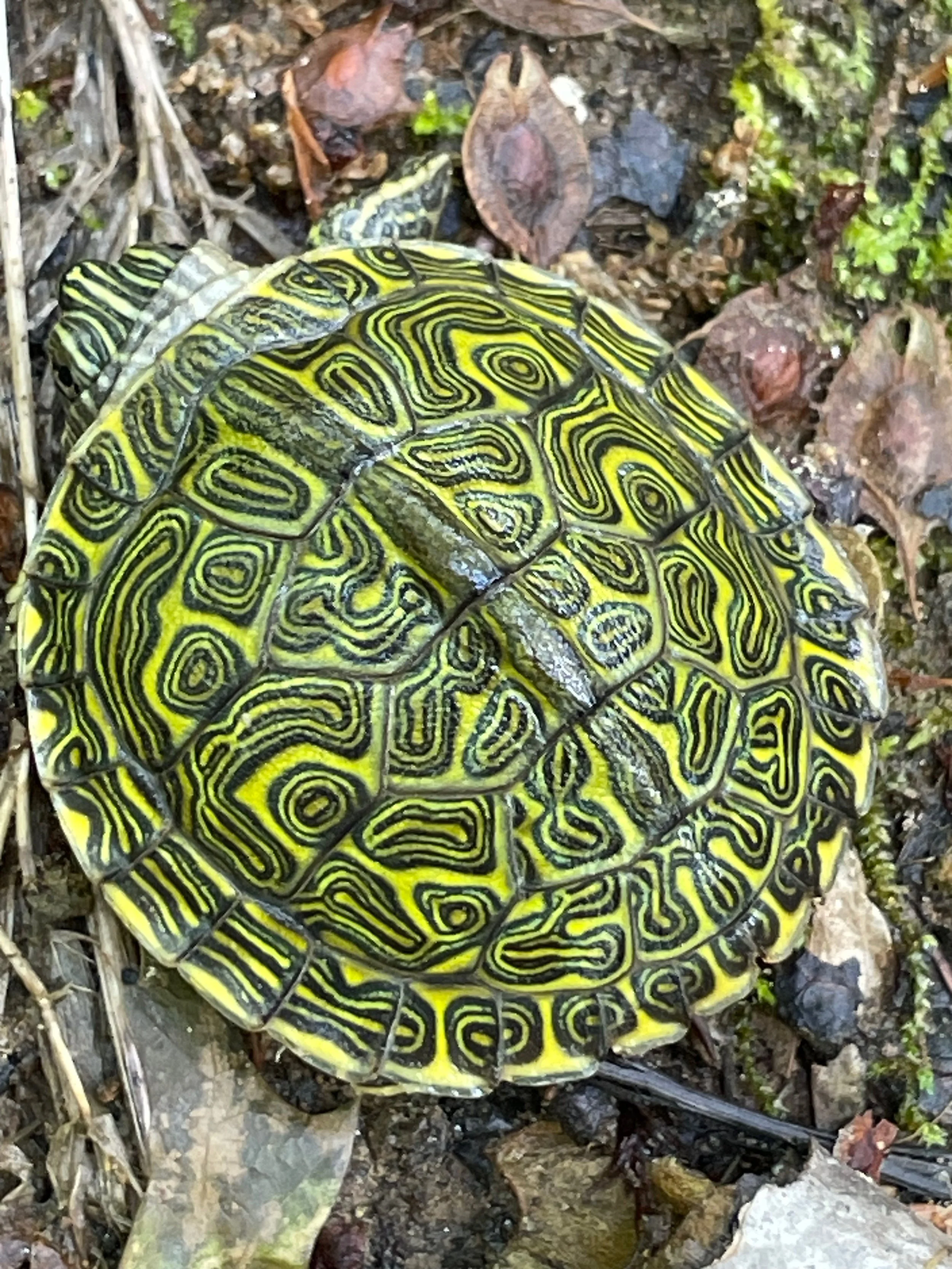 Close-up of a yellow and black patterned turtle shell on the ground surrounded by dried leaves and moss.