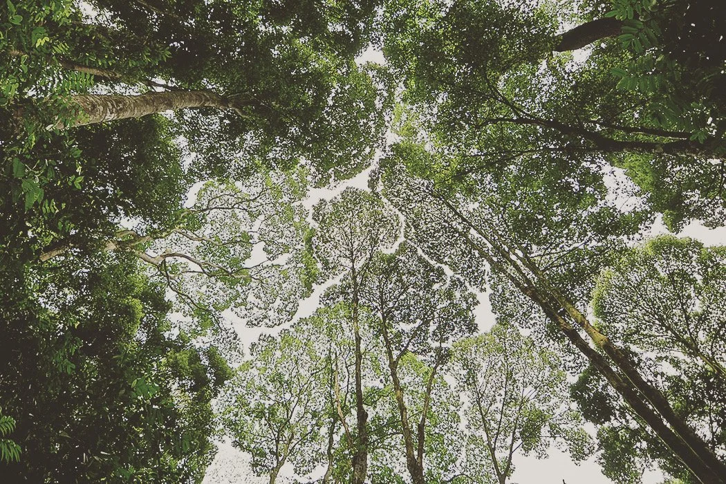 Looking up at the canopy of a dense forest with tall trees and green leaves.
