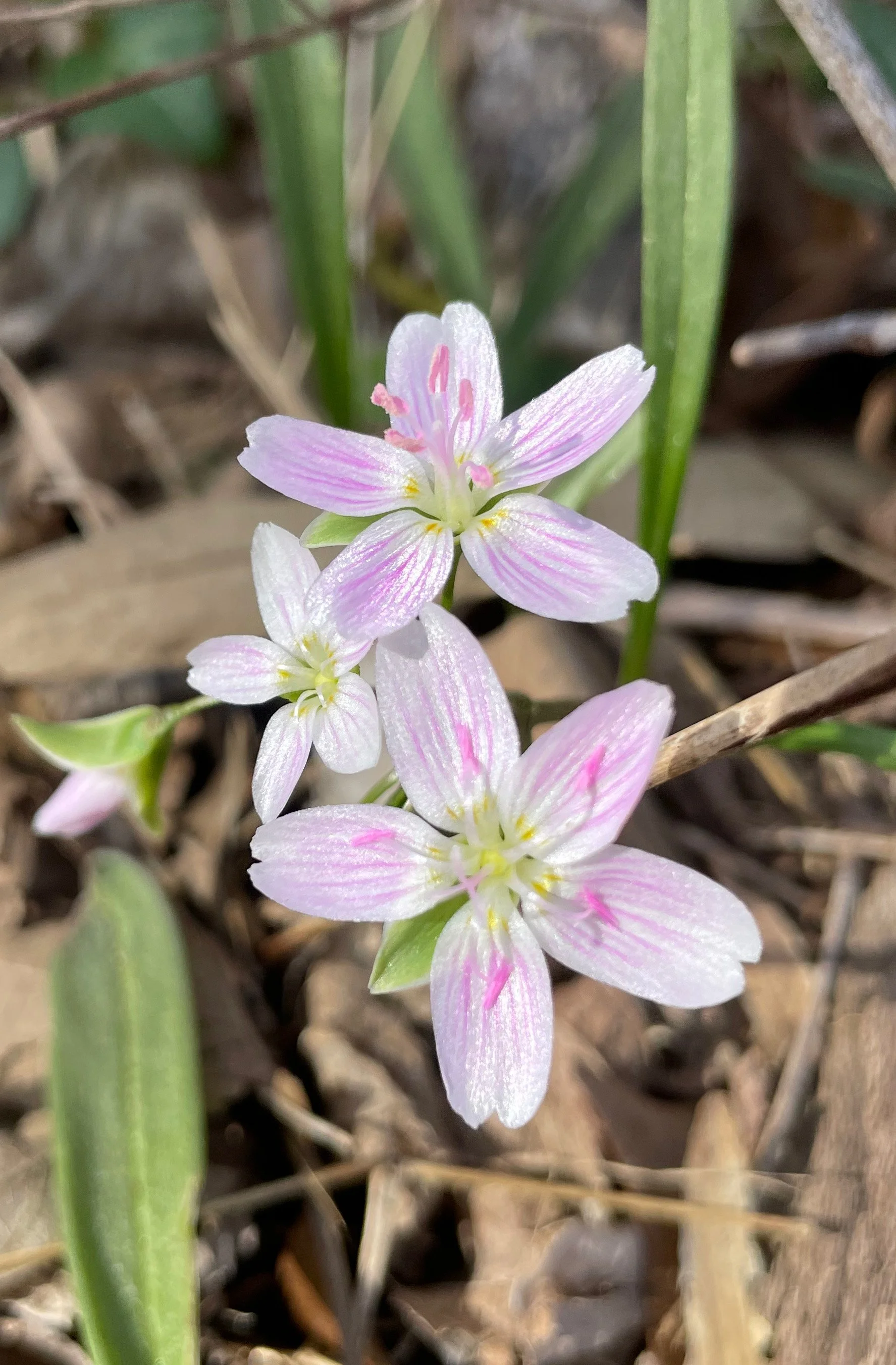 Close-up of a cluster of delicate white flowers with pink streaks and yellow stamens, growing among dry grass and green leaves.