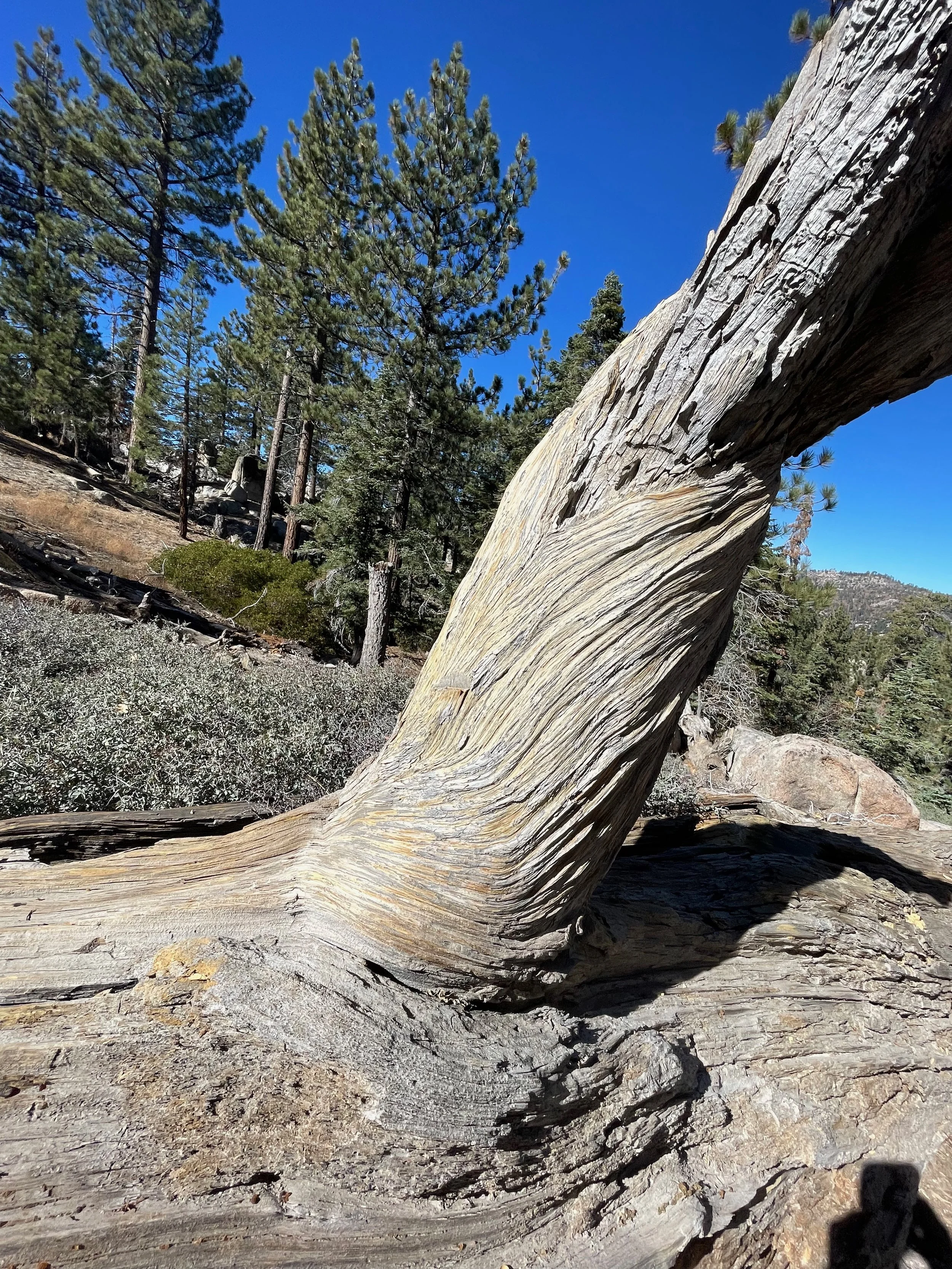 Close-up of a large, weathered, fallen tree trunk with twisted, textured wood, surrounded by pine trees and a clear blue sky.