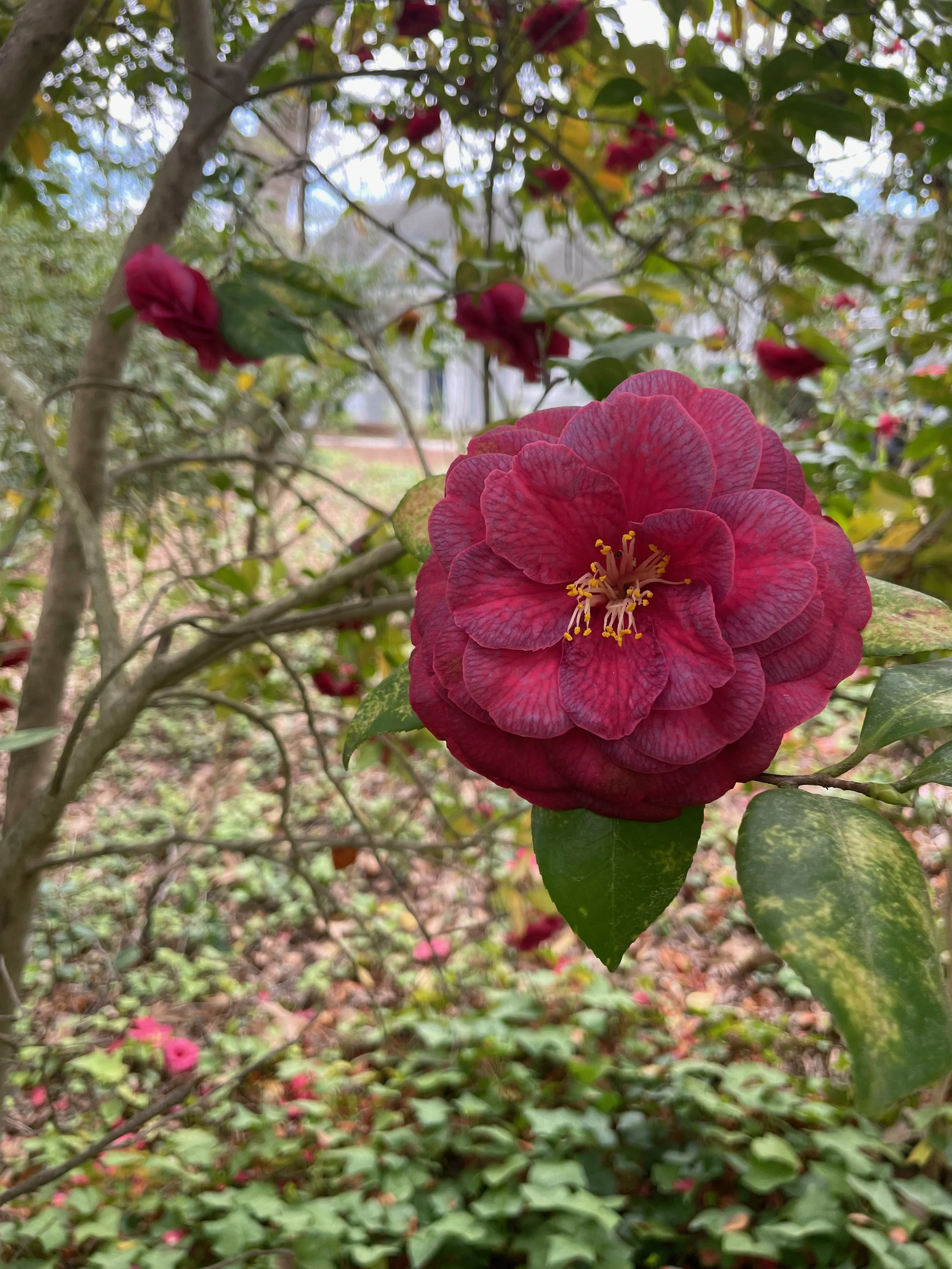 A close-up of a vibrant pink double-flowered camellia bloom with multiple ruffled petals and yellow stamens, surrounded by green leaves and located in a garden setting.