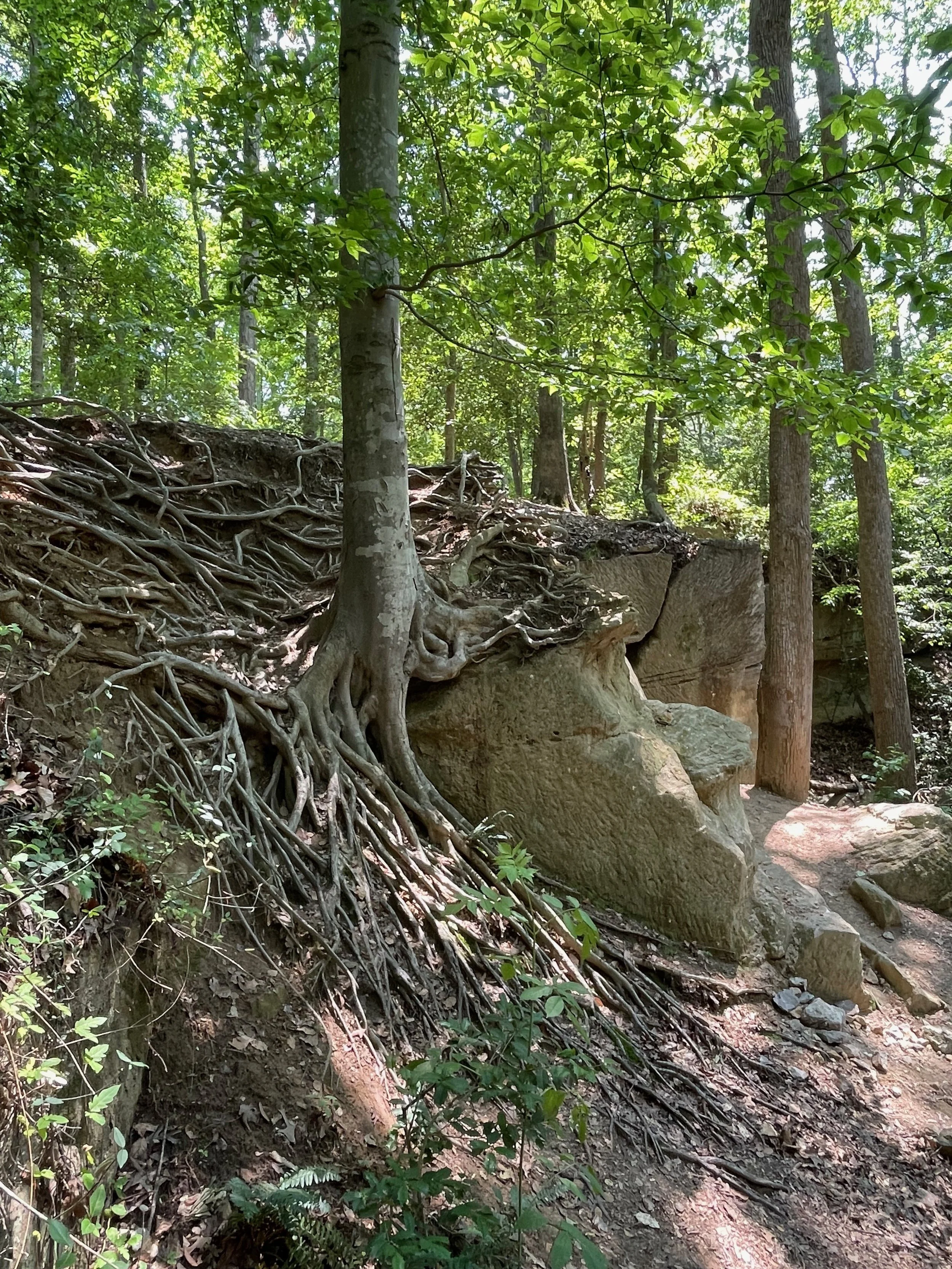 A forest trail with exposed tree roots and rocks, green foliage, and trees providing shade.