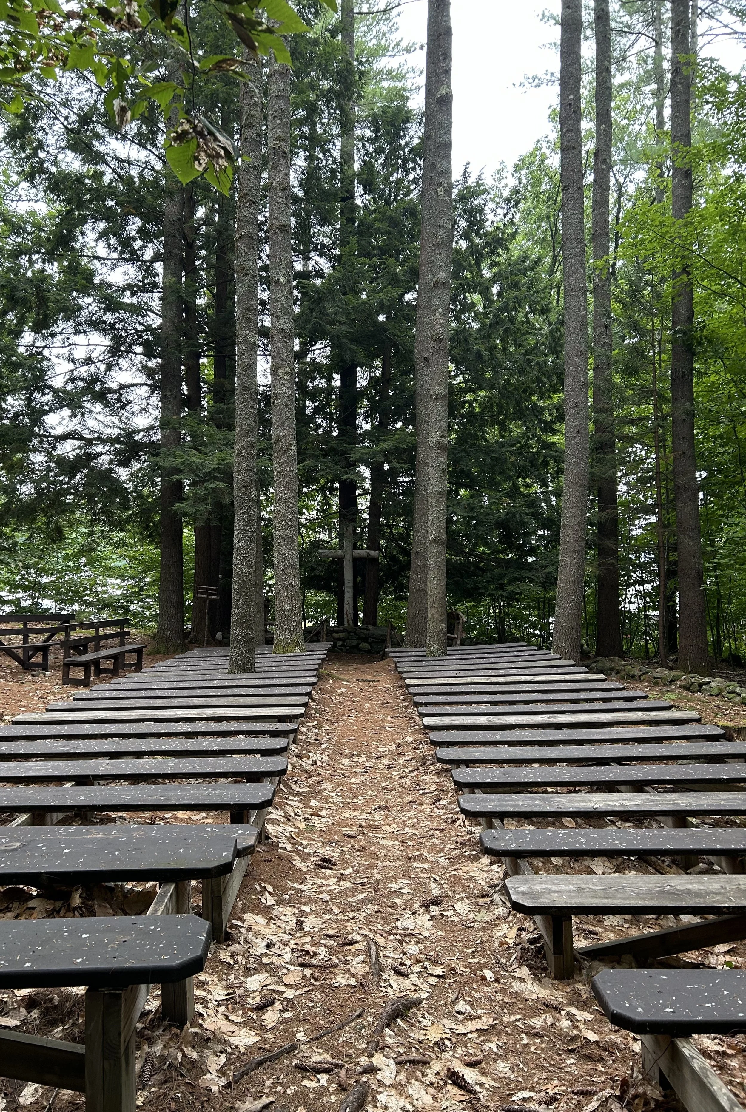 Forest with a dirt path flanked by wooden benches and surrounded by tall trees.