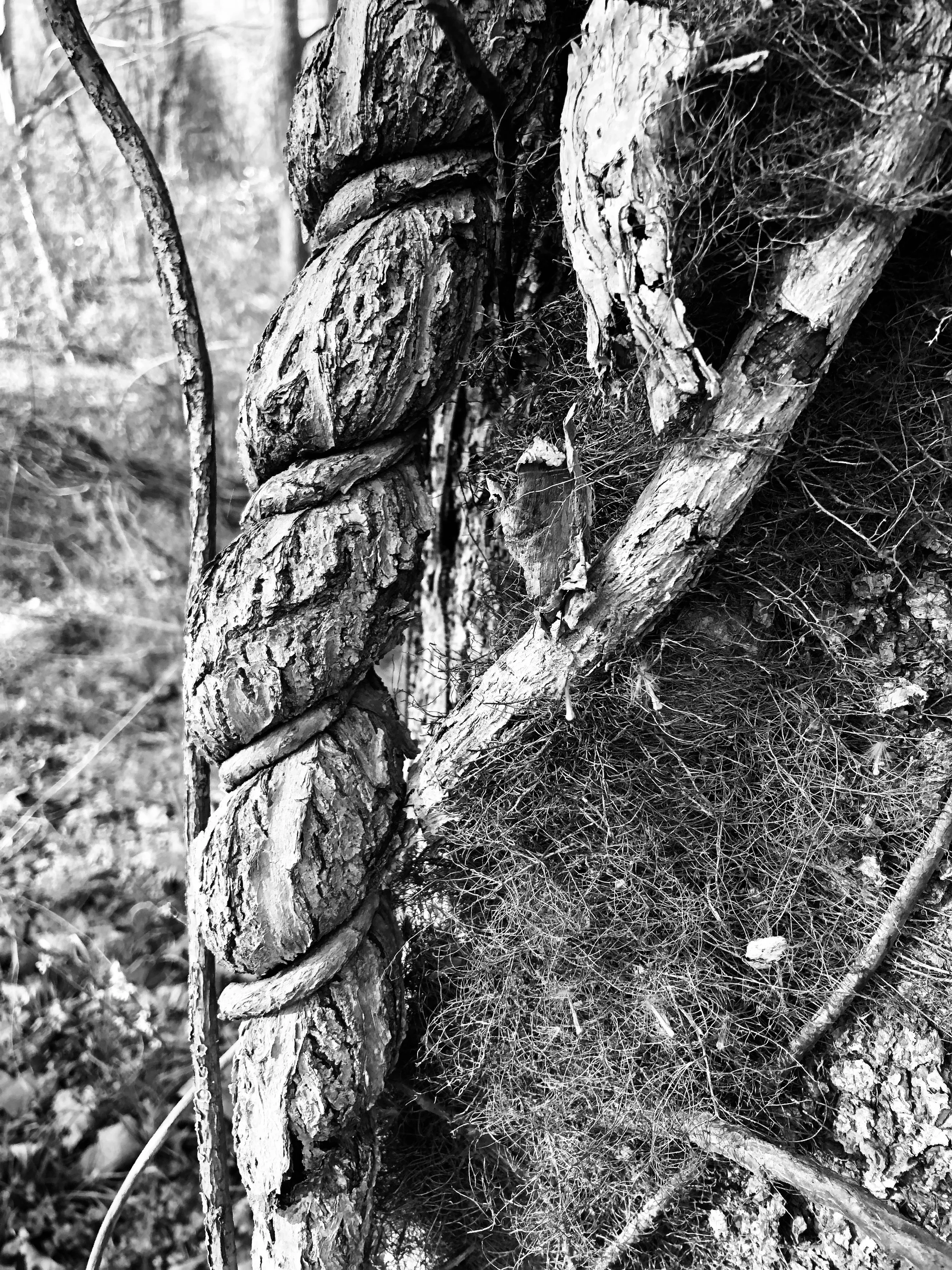 Close-up of a tree trunk with textured bark and tangled roots or moss surrounding it in a natural outdoor setting.