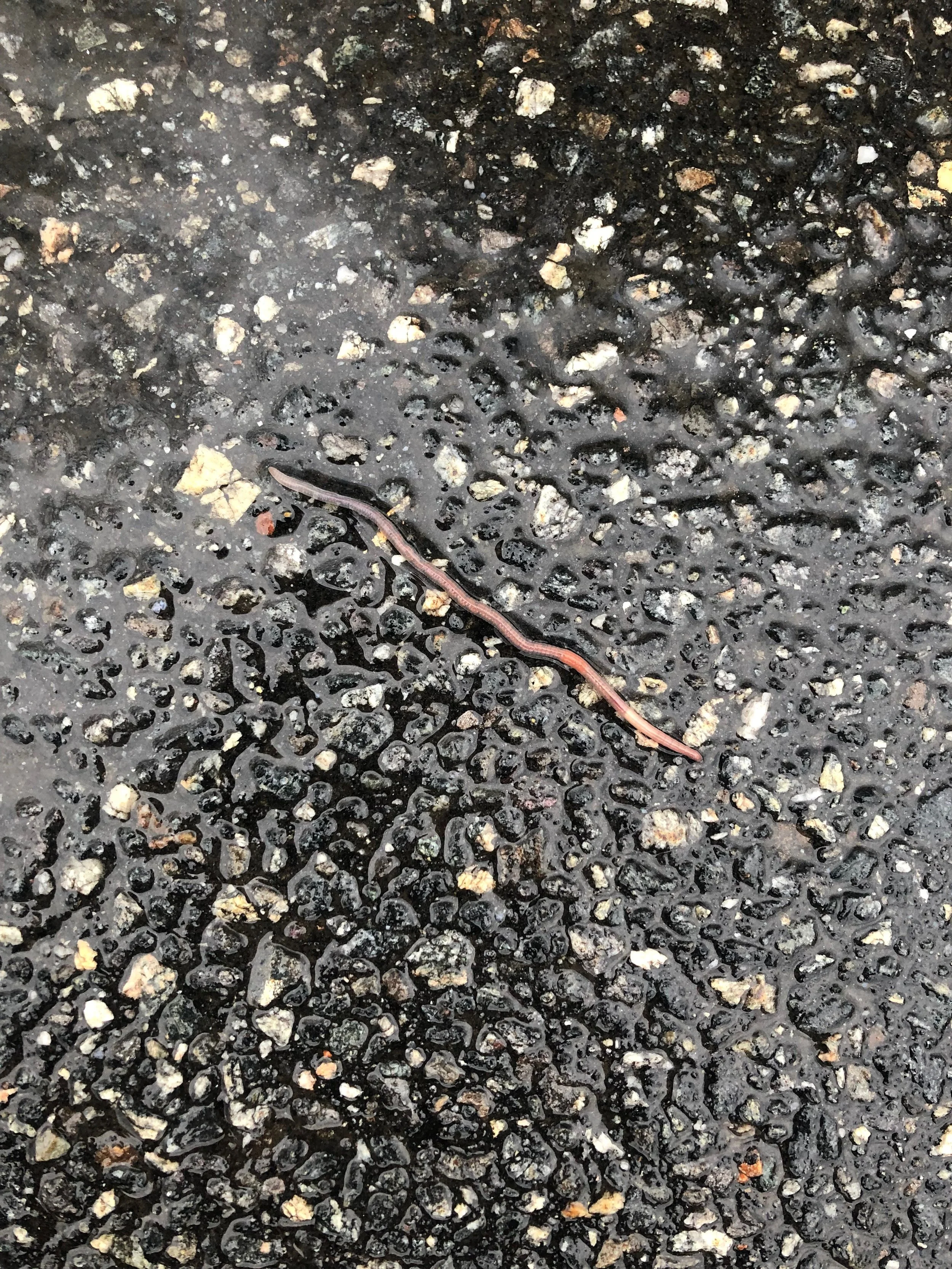 A small, thin, pinkish-brown worm on wet asphalt with small rocks.