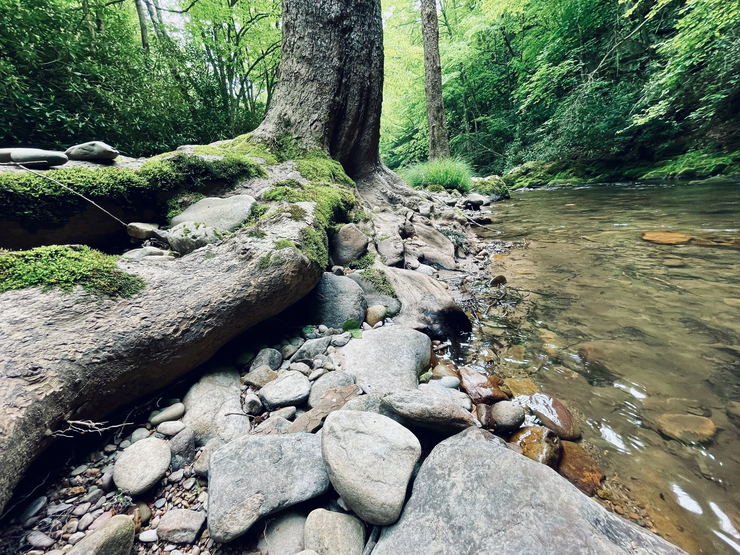 A serene forest scene with a riverbank, showing a large tree with roots extending over moss-covered rocks and pebbles. The clear river water flows gently alongside the bank, and lush green foliage surrounds the area.