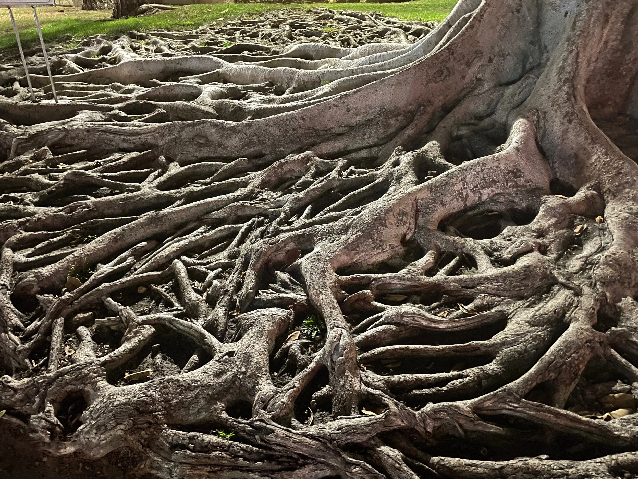 Close-up of the scene where the roots of a large tree spread out extensively on the ground.