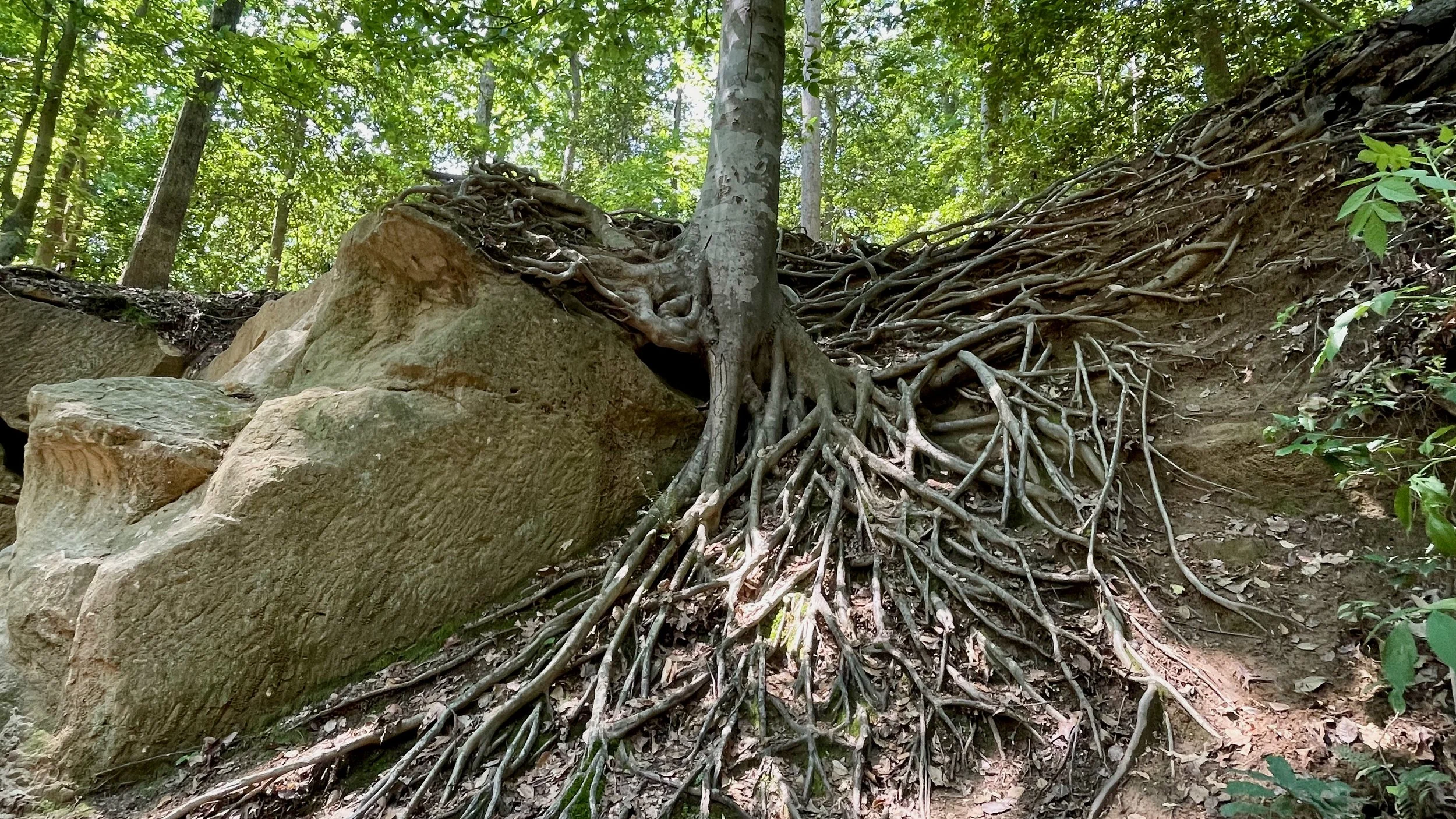 Tree with exposed roots growing on a hillside among large rocks and green foliage.