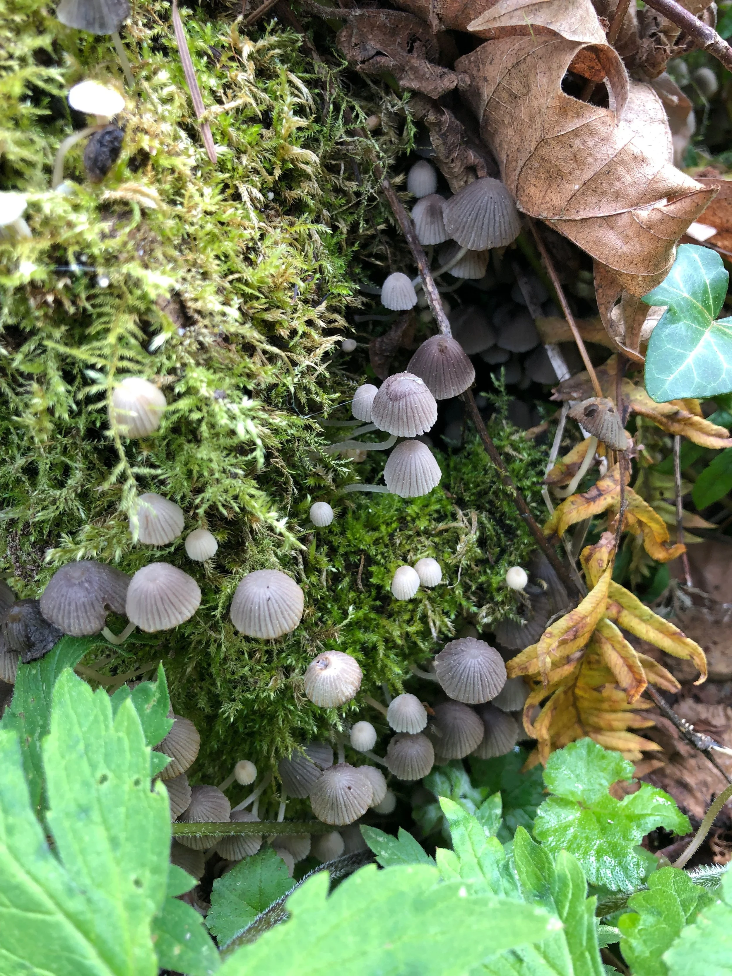 Small gray mushrooms growing among green moss and fallen leaves in a forest.