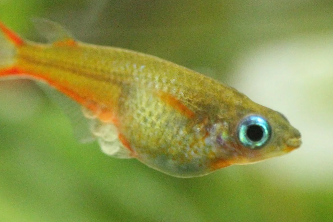 Happy Fish