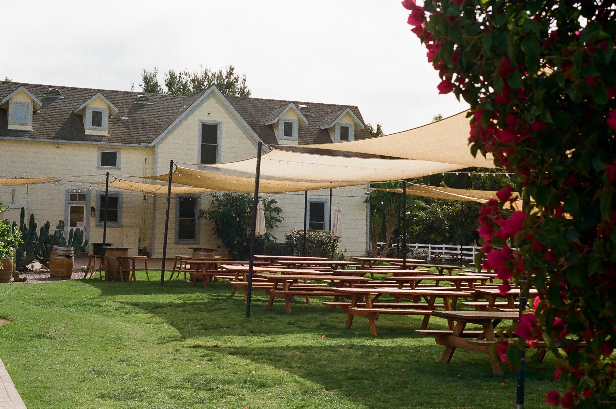 Outdoor patio with wooden picnic tables, string lights, and a large cream-colored building with multiple dormer windows in the background. There are also pink flowers on the right side of the image.