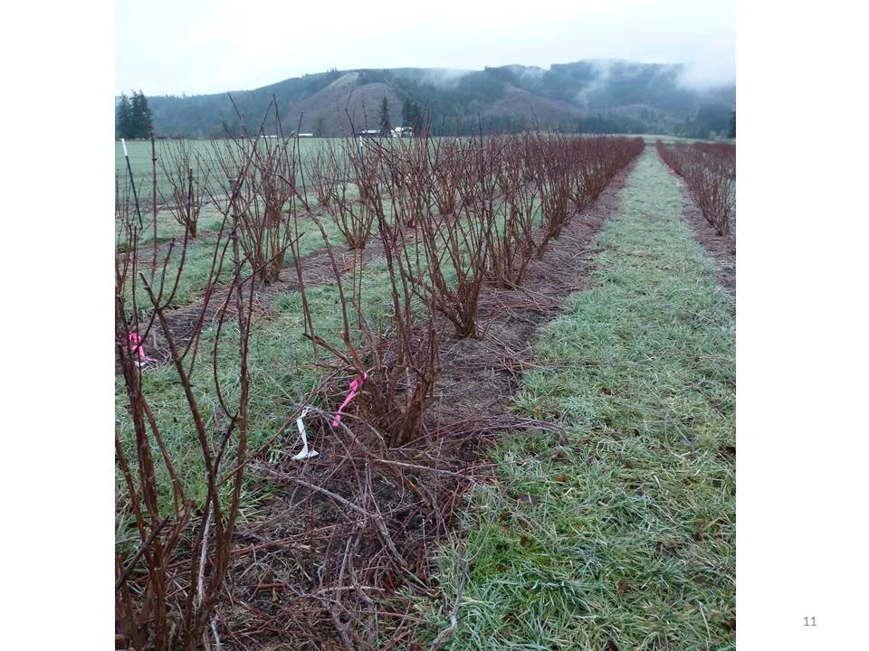  Rosy Farms Haskap Presentation 