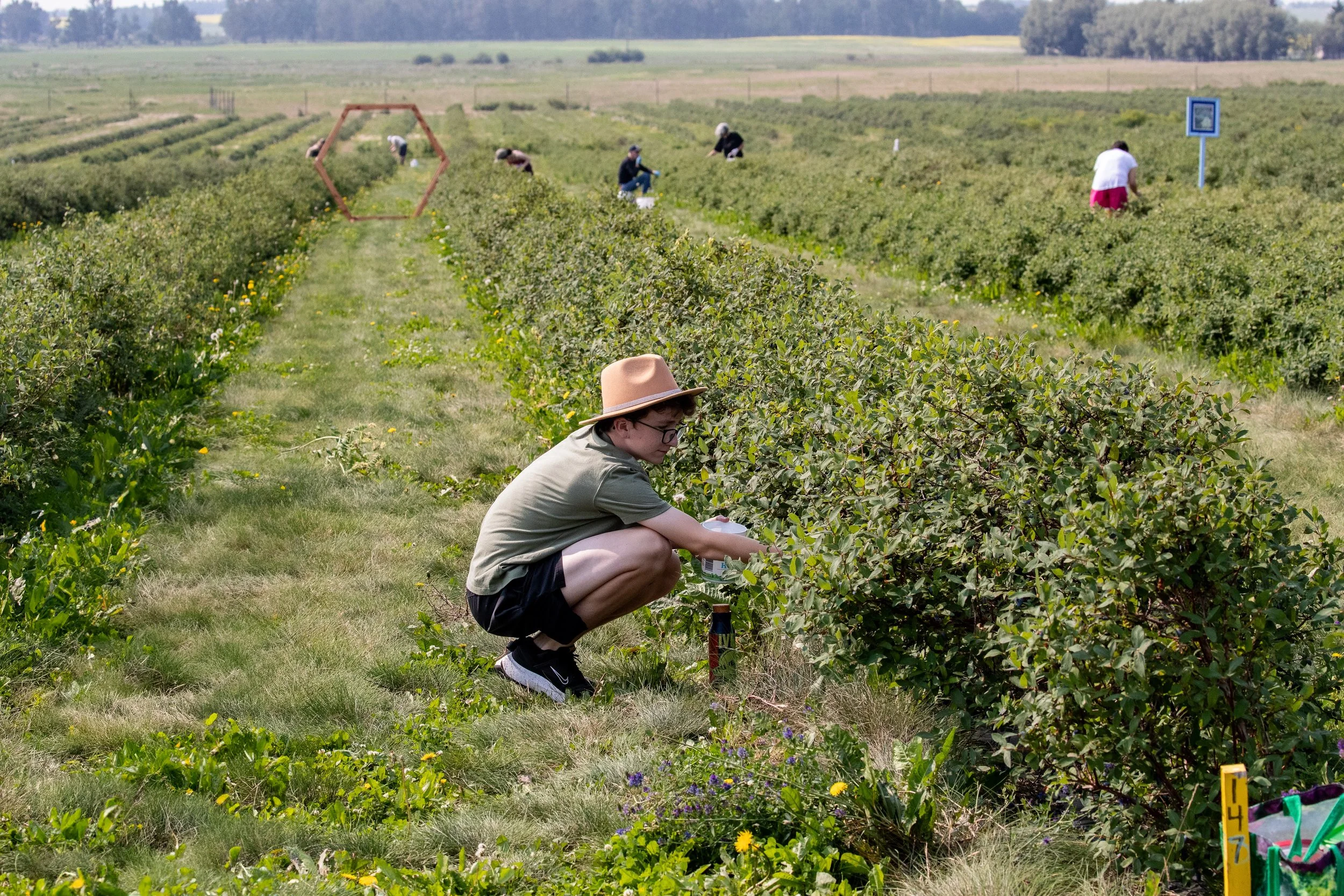 Haskap Berry UPick in Edmonton, AB — Rosy Farms
