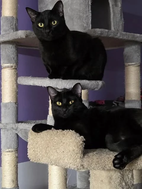 Humphrey and Rhea