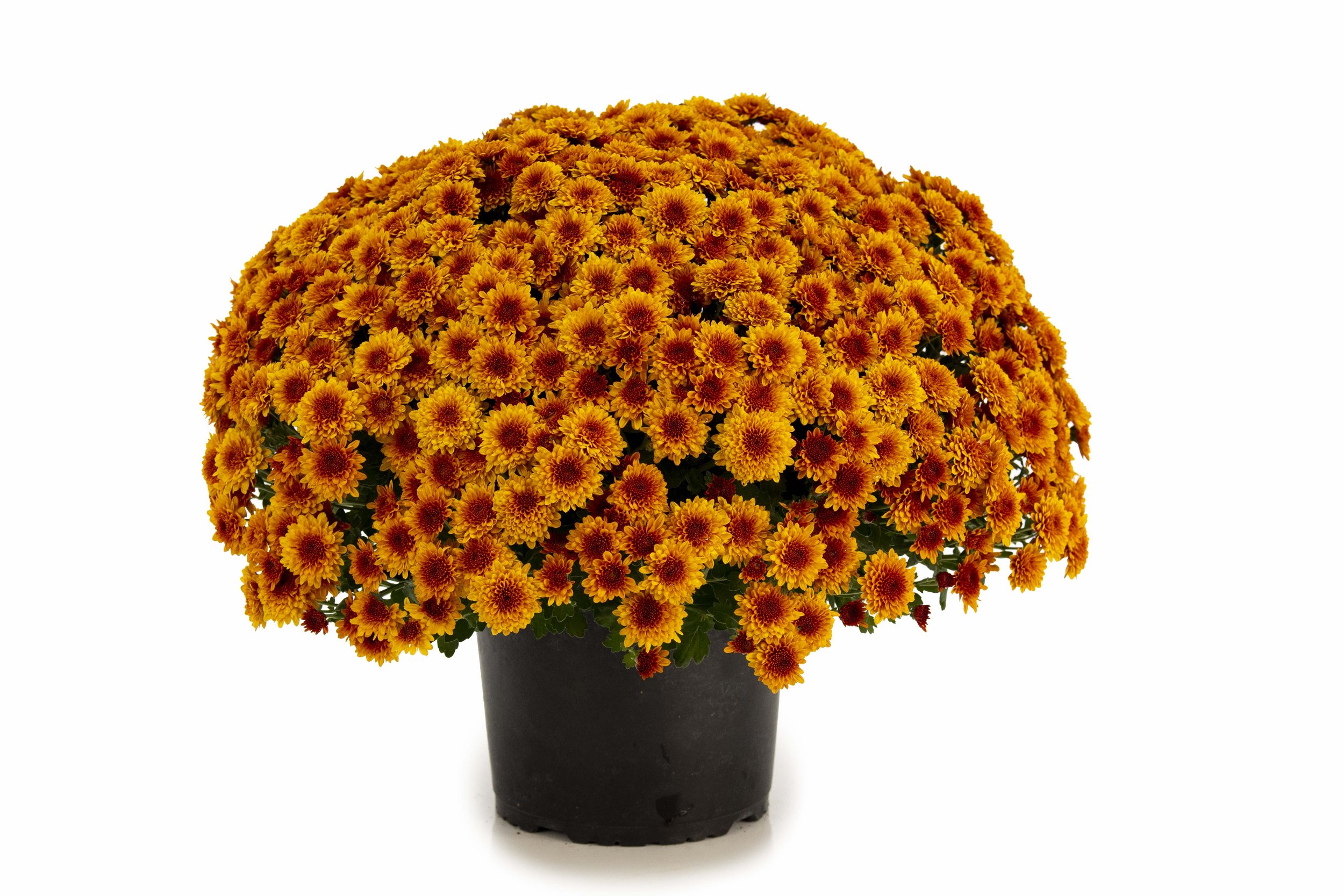 13_Autumn Product_(1).jpg