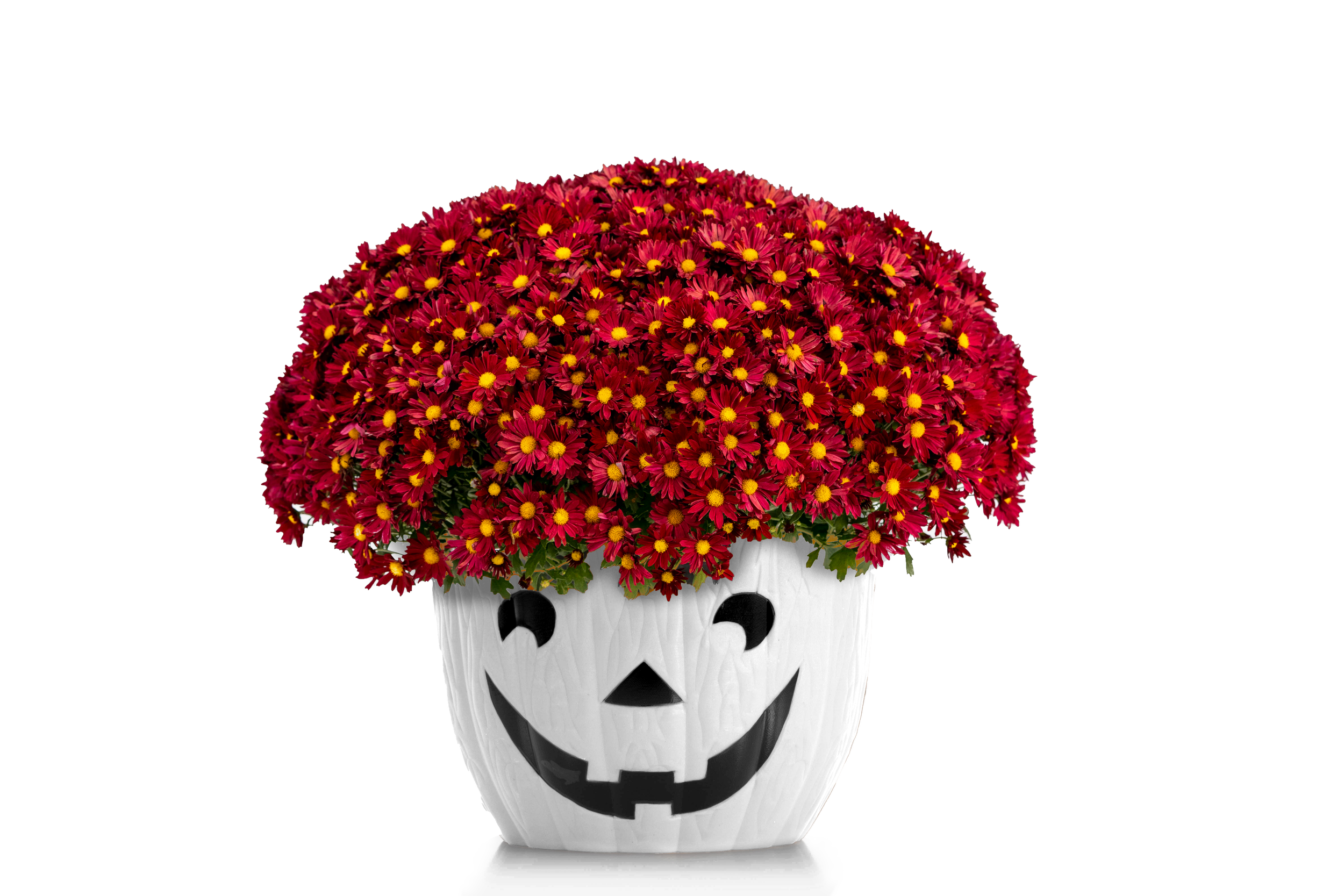 2_Ruby Jr White_(1).png