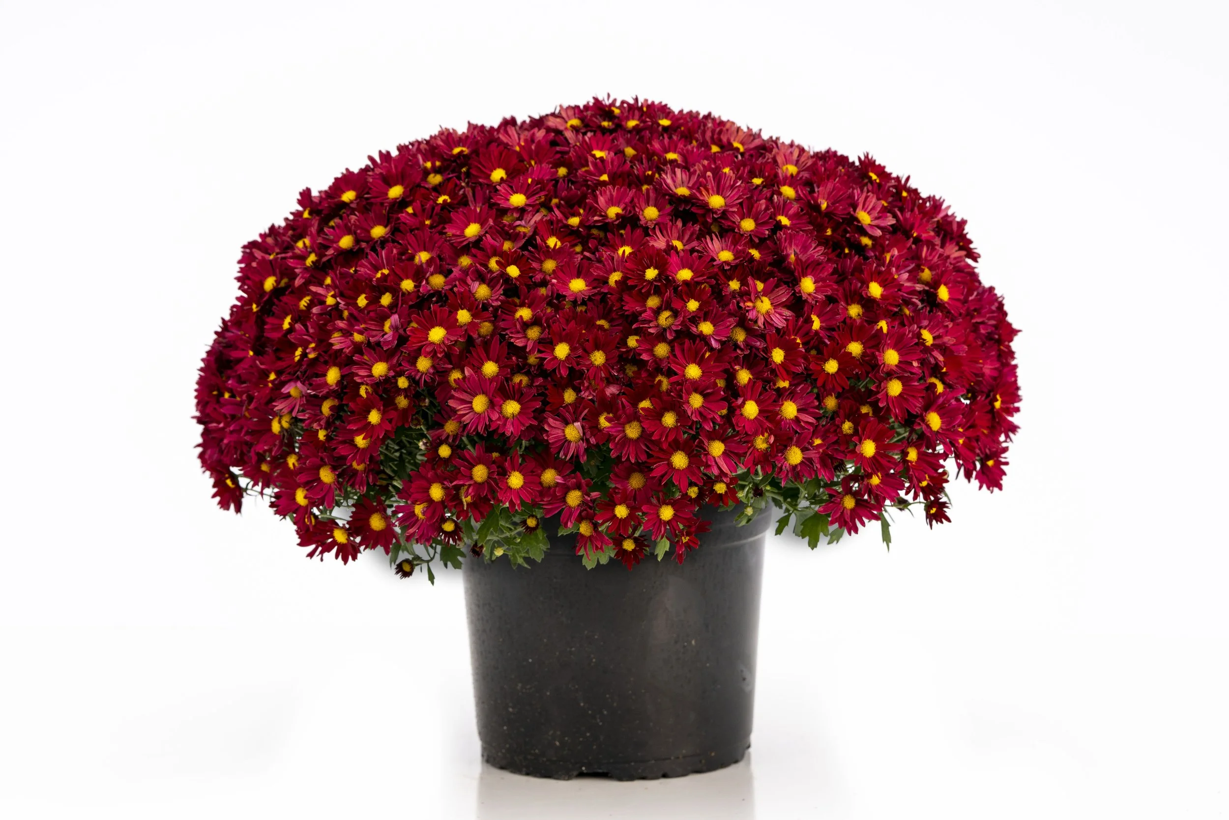 10_Ruby Product_(1).jpg