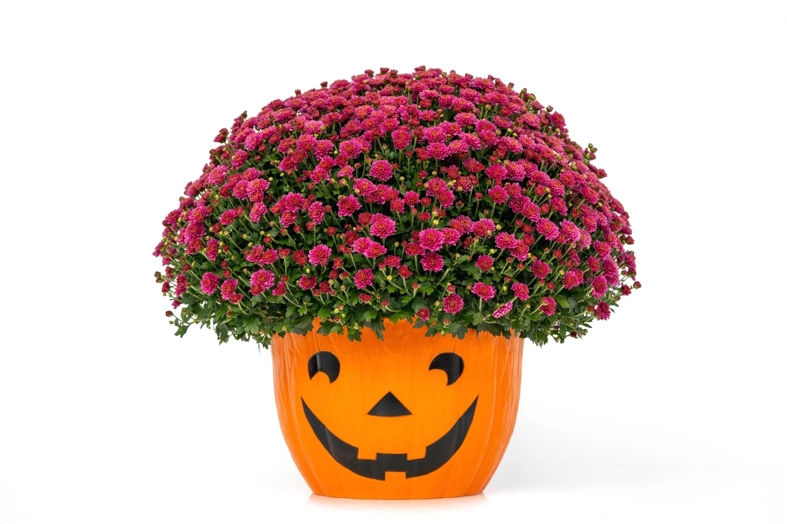 4_Grapester Jr_(1).jpg