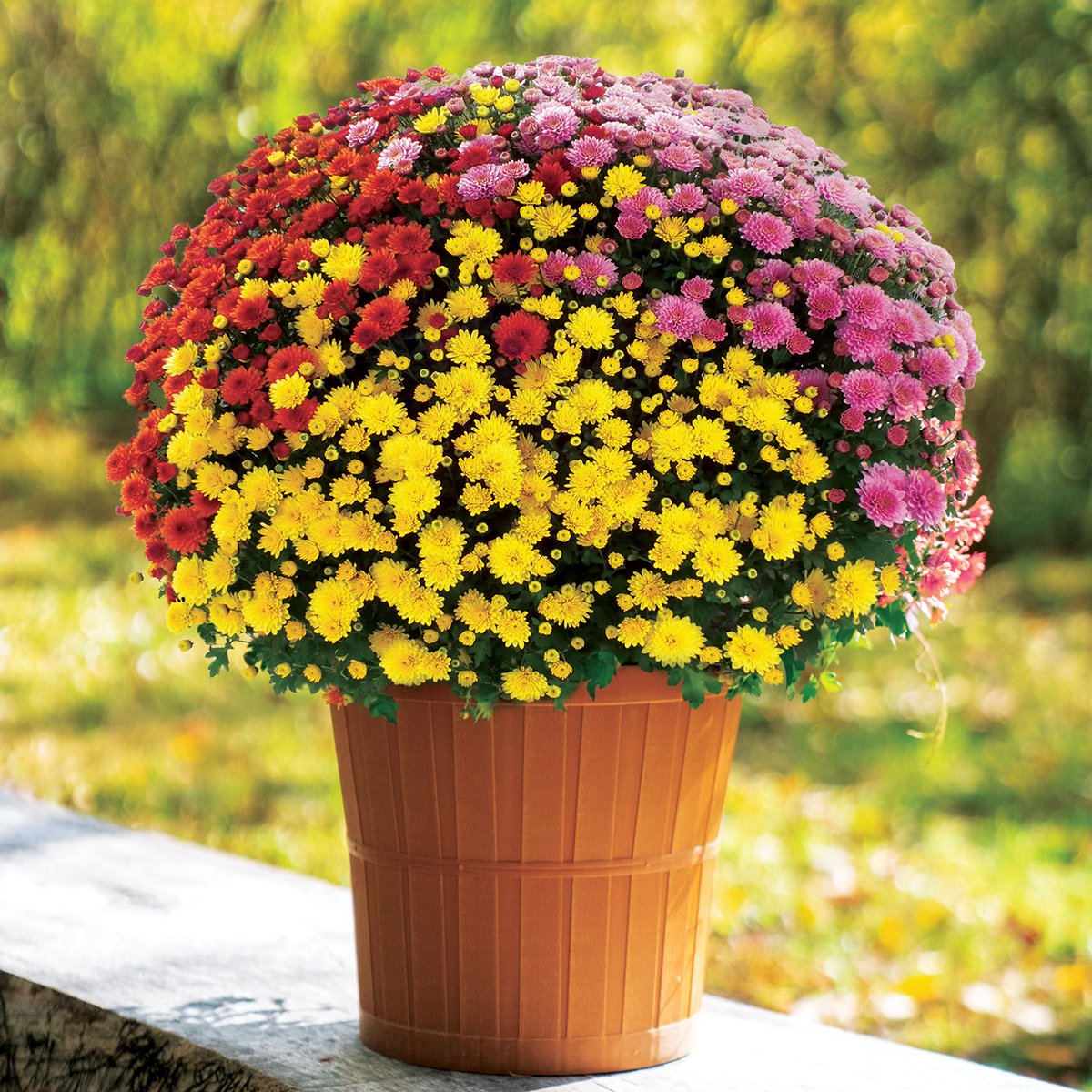 23 Bushel Basket Tri-Color_4c.jpg
