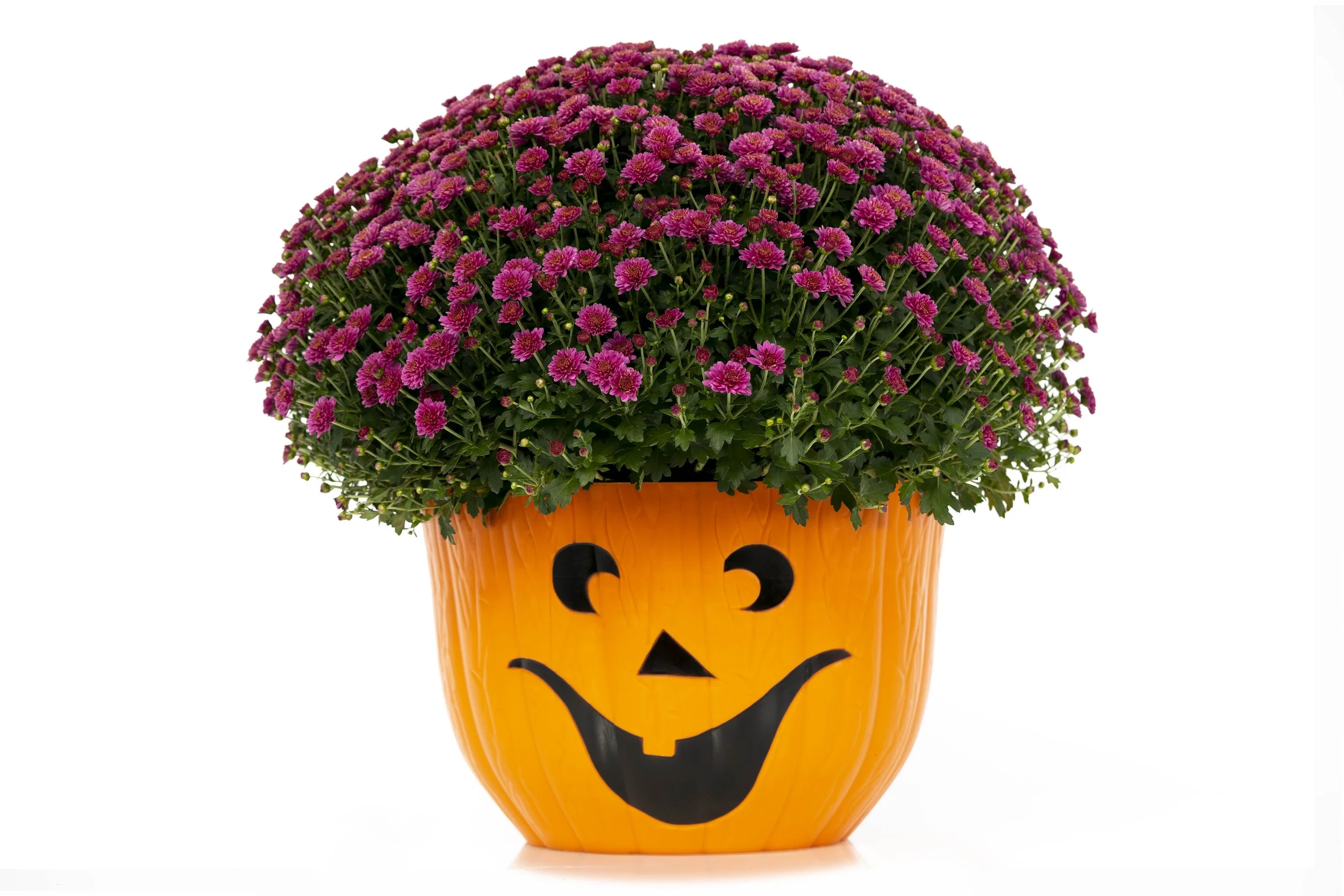 3_Grapester Senior_(1).jpg