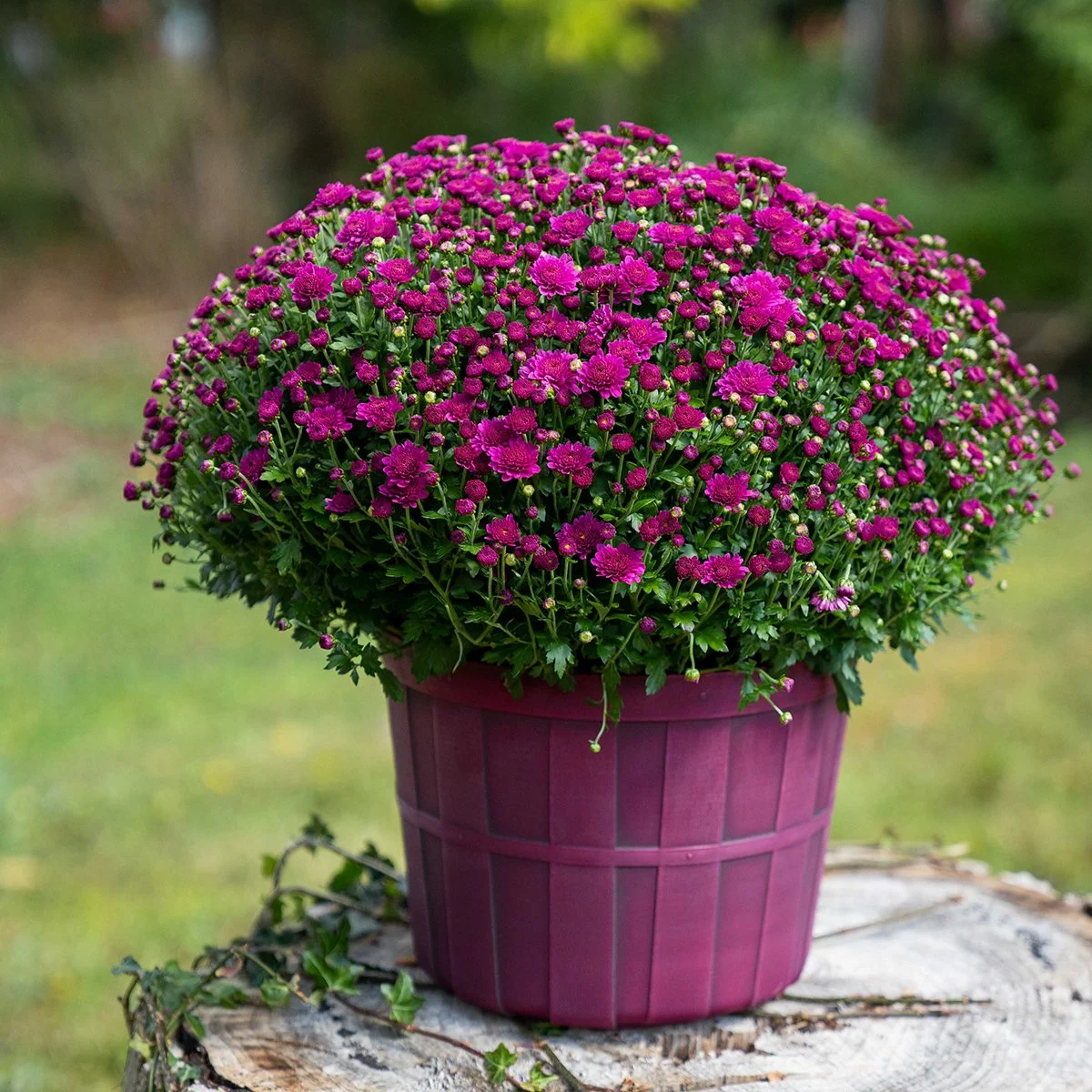 22_PurpleBasket_1-Square.jpg